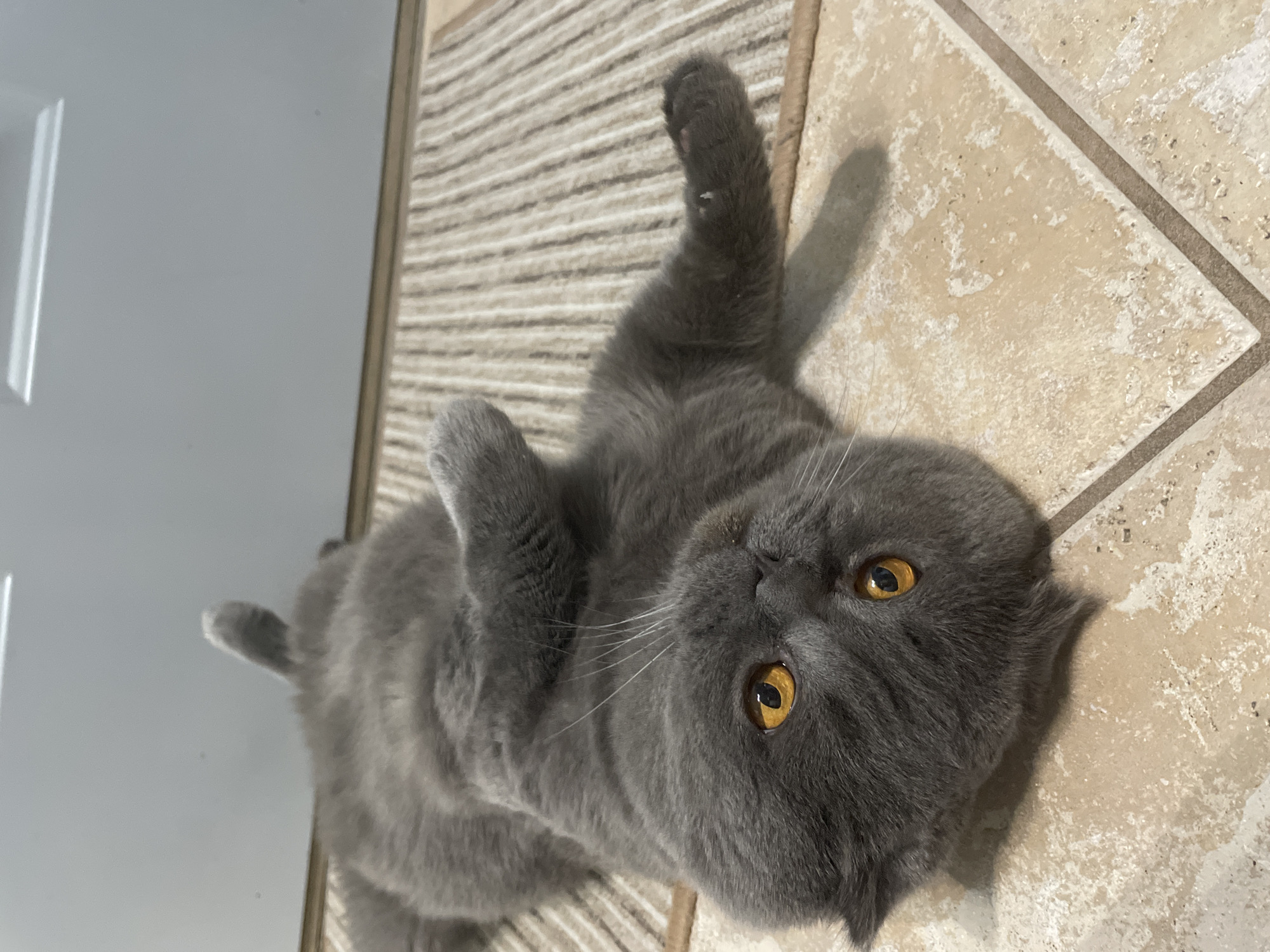 A gray cat with yellow eyes is lying on its back on a floor with beige tiles and a striped rug. The cat's paws are raised in the air. The scene is indoors, and a white door is visible on the left.