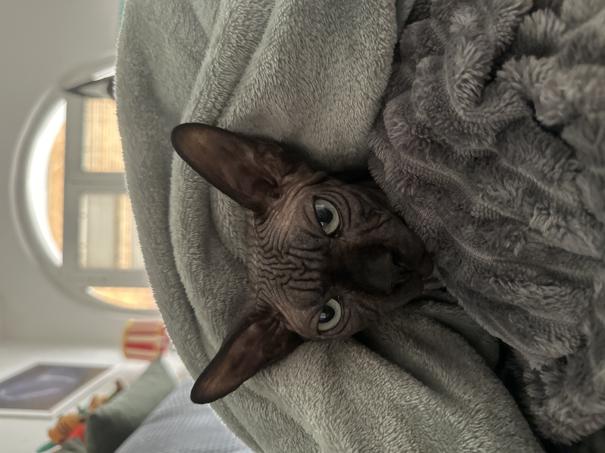 A Sphynx cat is nestled in the folds of two shades of grey blankets. The cat's head is visible, with its large ears, wrinkled skin, and green eyes. The background is slightly out of focus, but a round window and a table with various objects are discernible. The location is not discernible.