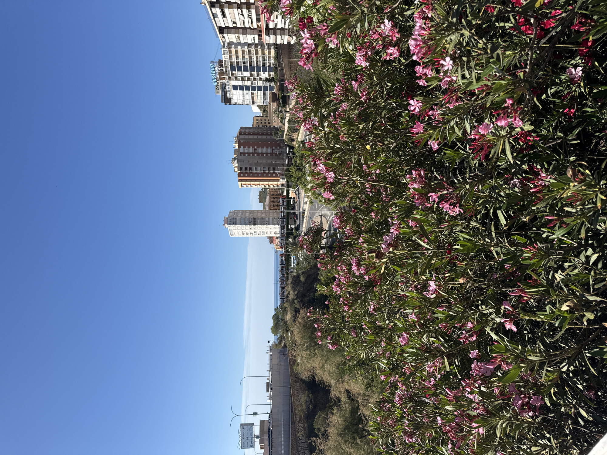 The image shows an urban scene in Unknown, Unknown. A cluster of pink-flowered oleander bushes occupies the foreground and right of the frame. Behind the bushes, a highway and overpass are visible, with streetlights lining the road. In the distance, several tall buildings stand against a clear blue sky. Beyond the buildings, a glimpse of the sea can be seen. The photograph is taken from an elevated position, looking down towards the highway and the buildings in the background.