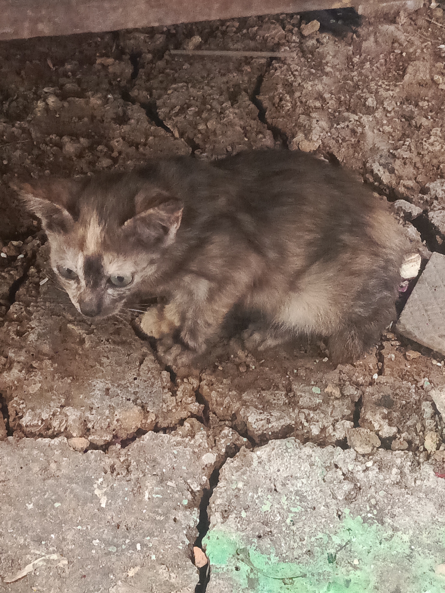 A kitten with tortoiseshell coloring is lying on cracked, dry earth. The kitten is facing left, looking downwards with its ears slightly perked. Its fur is a mix of dark brown, black, and patches of lighter brown or tan. The ground it is on appears to be a rough, uneven surface with visible cracks and some lighter-colored debris, possibly concrete fragments. In the upper part of the image, a darker, textured surface is visible, suggesting it is lying under something. The overall lighting is dim. This scene is likely in an outdoor, undeveloped area within the city of Kendari, Indonesia, possibly an alley, construction site, or unmaintained yard.