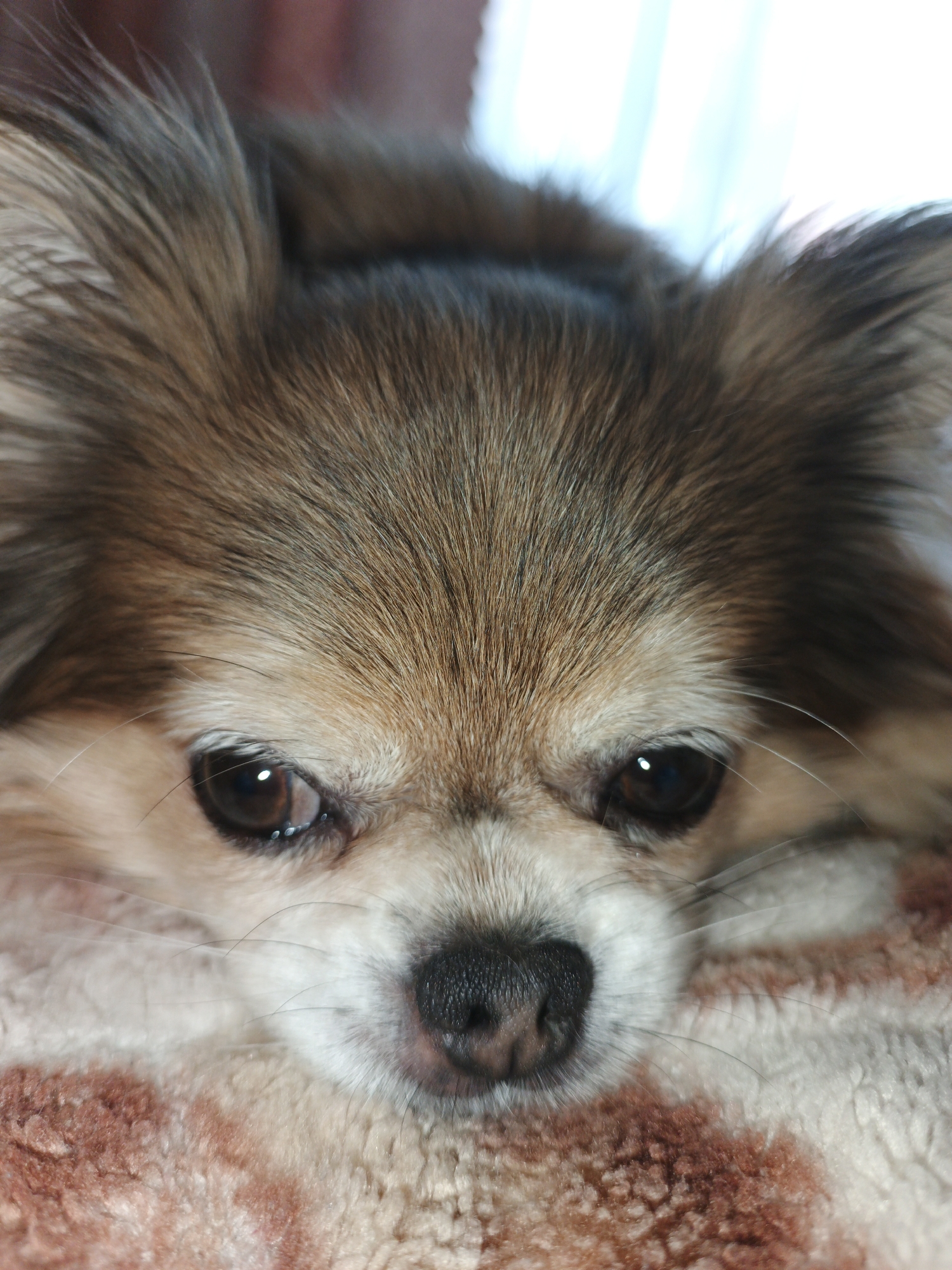 A close-up, eye-level shot shows the face of a small, long-haired dog with brown and tan fur. The dog is lying down, resting its head on a fuzzy blanket with a reddish-brown and cream-colored pattern. The dog's eyes are dark brown and appear slightly weary. Its nose is black and wet. The background is out of focus, showing what appears to be a window with soft light coming through. The image was taken indoors in Medvedyovka, Russia.