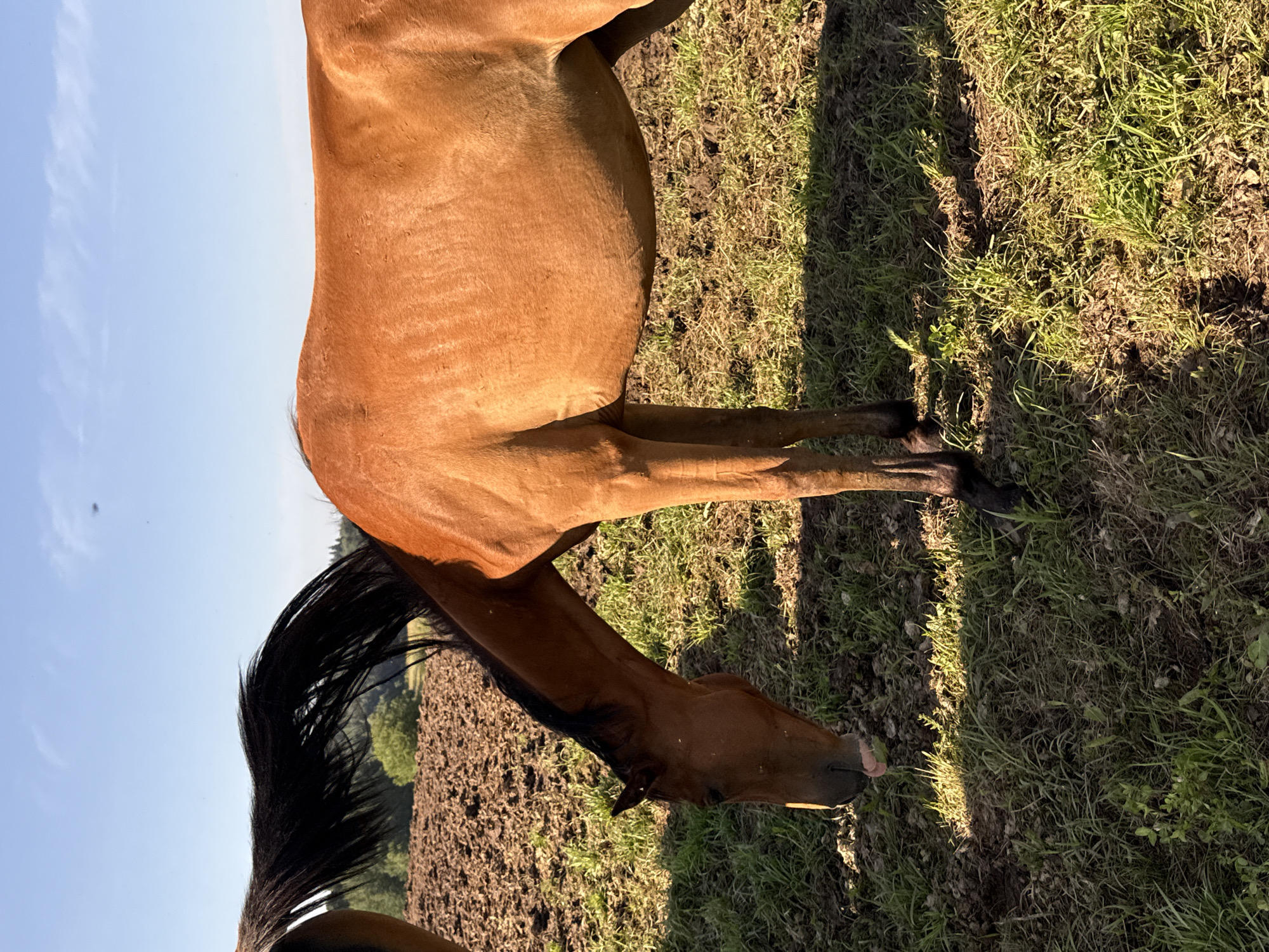 A medium shot shows a brown horse in a field. The horse is facing left and grazing on grass. The horse's tail is dark brown and is flicking. The field is mostly grass and dirt, with some trees in the background. The sky is blue with a few white clouds. The image was taken in Galinė, Lithuania.
