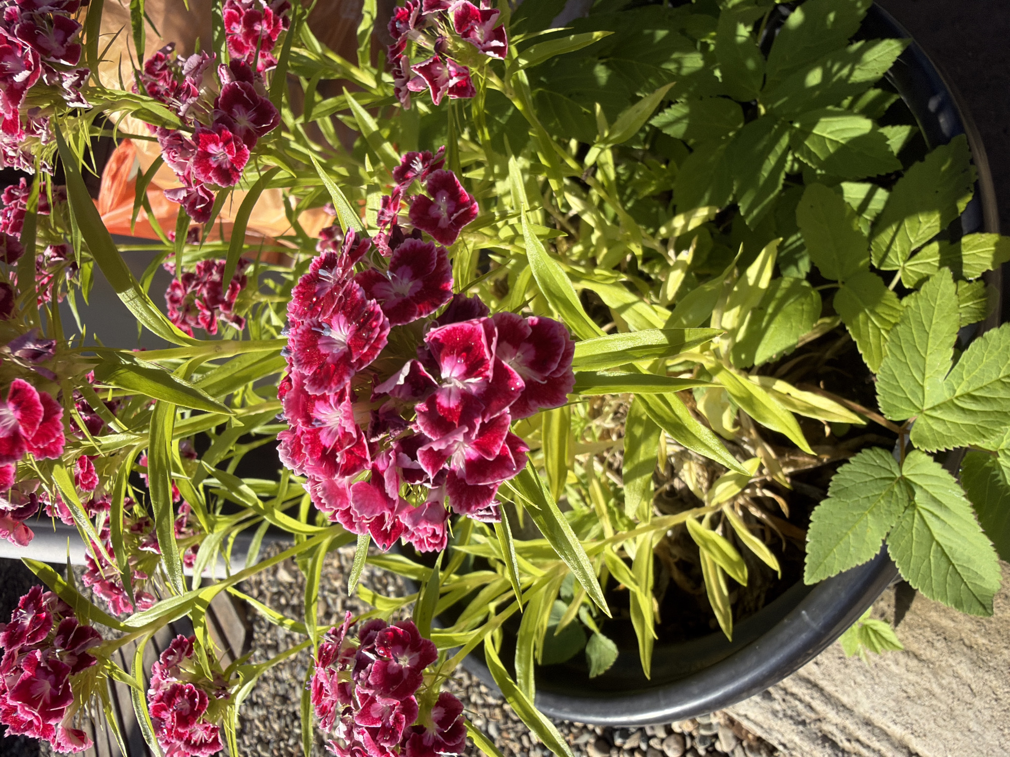 The image shows a close-up of a potted plant with bright pink and white dianthus flowers. The flowers are in clusters and have ruffled petals. The plant has green, lance-shaped leaves. The pot is black and is sitting on a textured grey surface, possibly concrete or stone, with small pebbles scattered around. In the background, there is a blurred orange object and more foliage. The lighting suggests it is daytime, with strong sunlight casting shadows. The scene is outdoors, likely in a garden or on a patio. There are no people visible in the image. The location is identified as Kamennomostskiy, Russia.