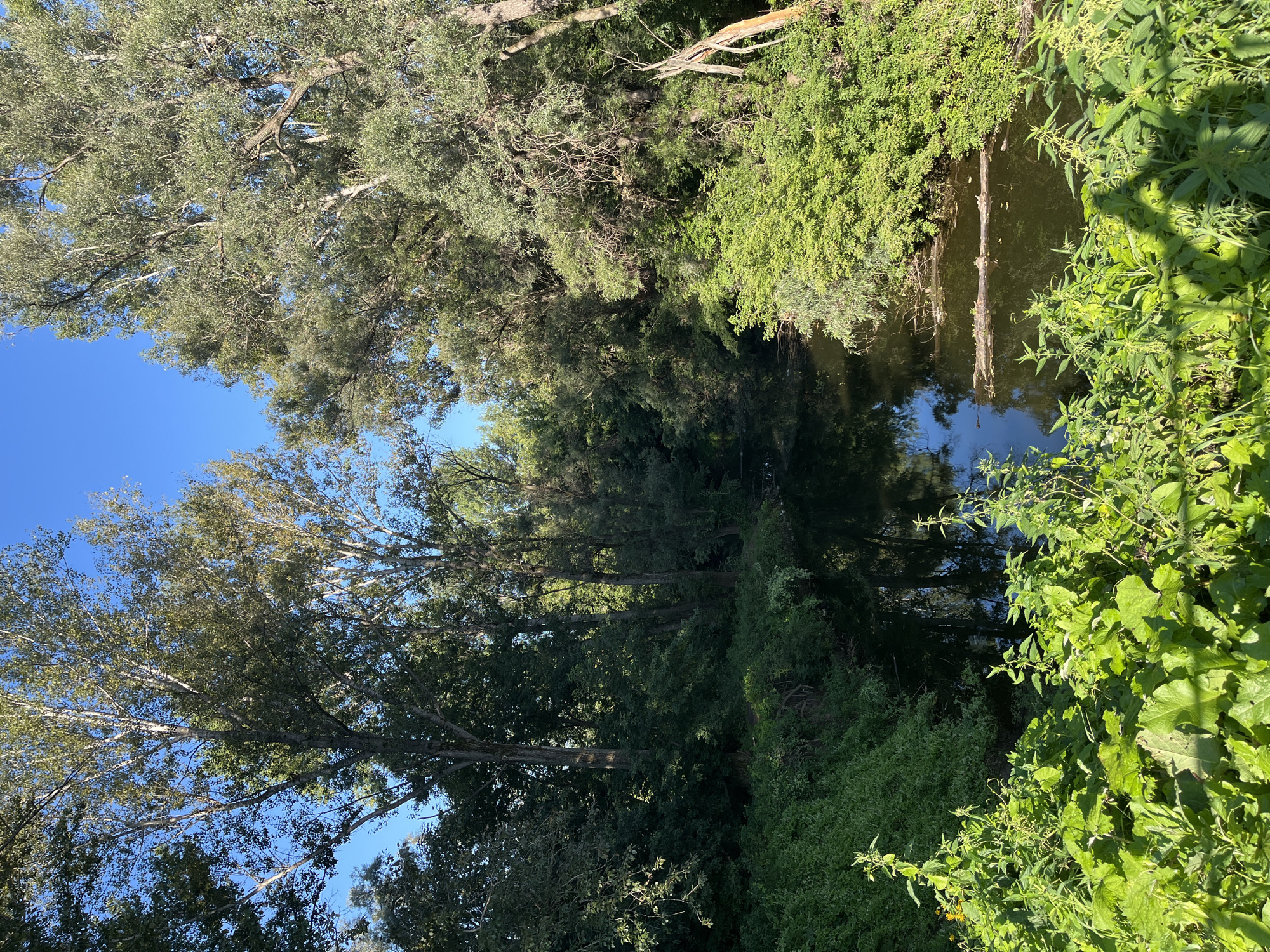 The image depicts a tranquil natural scene along a body of water, likely a river or canal, bordered by dense vegetation and mature trees. The water's surface is dark and reflective, mirroring the surrounding foliage and the clear blue sky above. A fallen log rests partially submerged in the water. The foreground is dominated by lush green plants, some with large leaves and others with tall stalks bearing small flowers. The overall impression is one of a peaceful, overgrown natural area, possibly a park or a less developed edge of a natural reserve within the city. Without specific landmarks or identifying features, pinpointing the exact location within Blagoveshchensk, Russia, is not possible from the visual information alone. The scene is devoid of any human presence or activity.