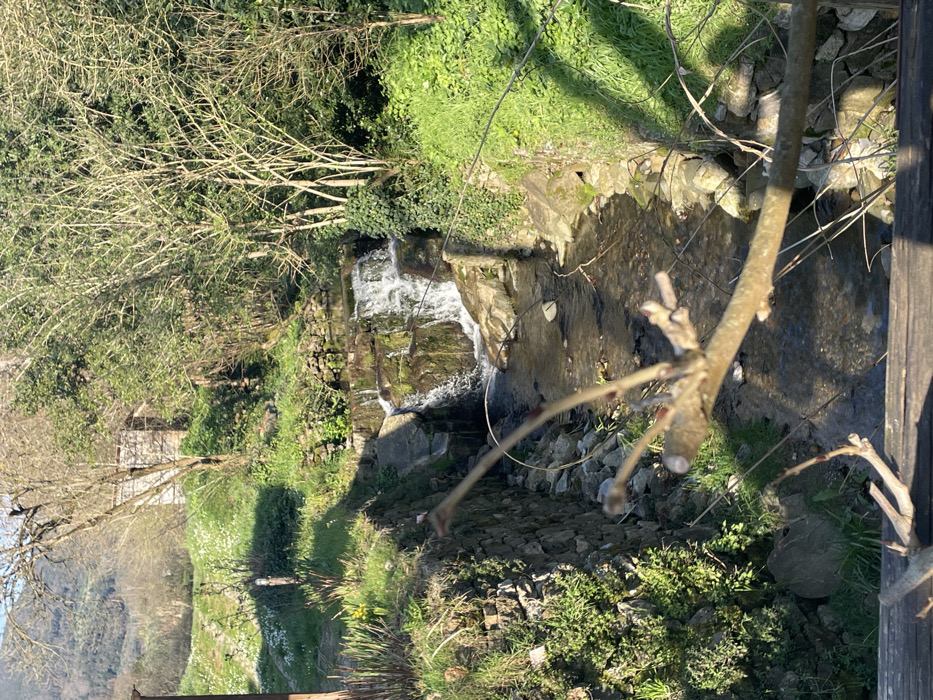 This image captures a sunlit natural landscape in Monsummano Terme, Italy. A stream with clear, flowing water occupies the central and lower portions of the frame, featuring a multi-tiered waterfall in the mid-ground, composed of natural rock formations over which water cascades. The stream banks are defined by both natural earth and dry-stacked stone retaining walls. The left bank is covered with green grass and foliage, punctuated by scattered white and yellow floral blooms, notably a cluster of yellow flowers resembling daffodils in the mid-left. The right bank is similarly vegetated with vibrant green grass and small plants.
Numerous deciduous trees, many with bare branches indicative of early spring, are dispersed throughout the scene, particularly along the right bank and in the background. A small, light-colored structure, potentially a building or shed, is partially visible on a grassy incline in the upper-left background, partially obscured by a larger, bare tree. Distant vegetated hills define the upper-left horizon.
The immediate foreground features an out-of-focus wooden branch, displaying visible buds, extending diagonally from the lower right towards the center. Strong sunlight illuminates the scene, casting distinct shadows across the stream and banks, indicating a bright, clear day. No human subjects or animals are present.