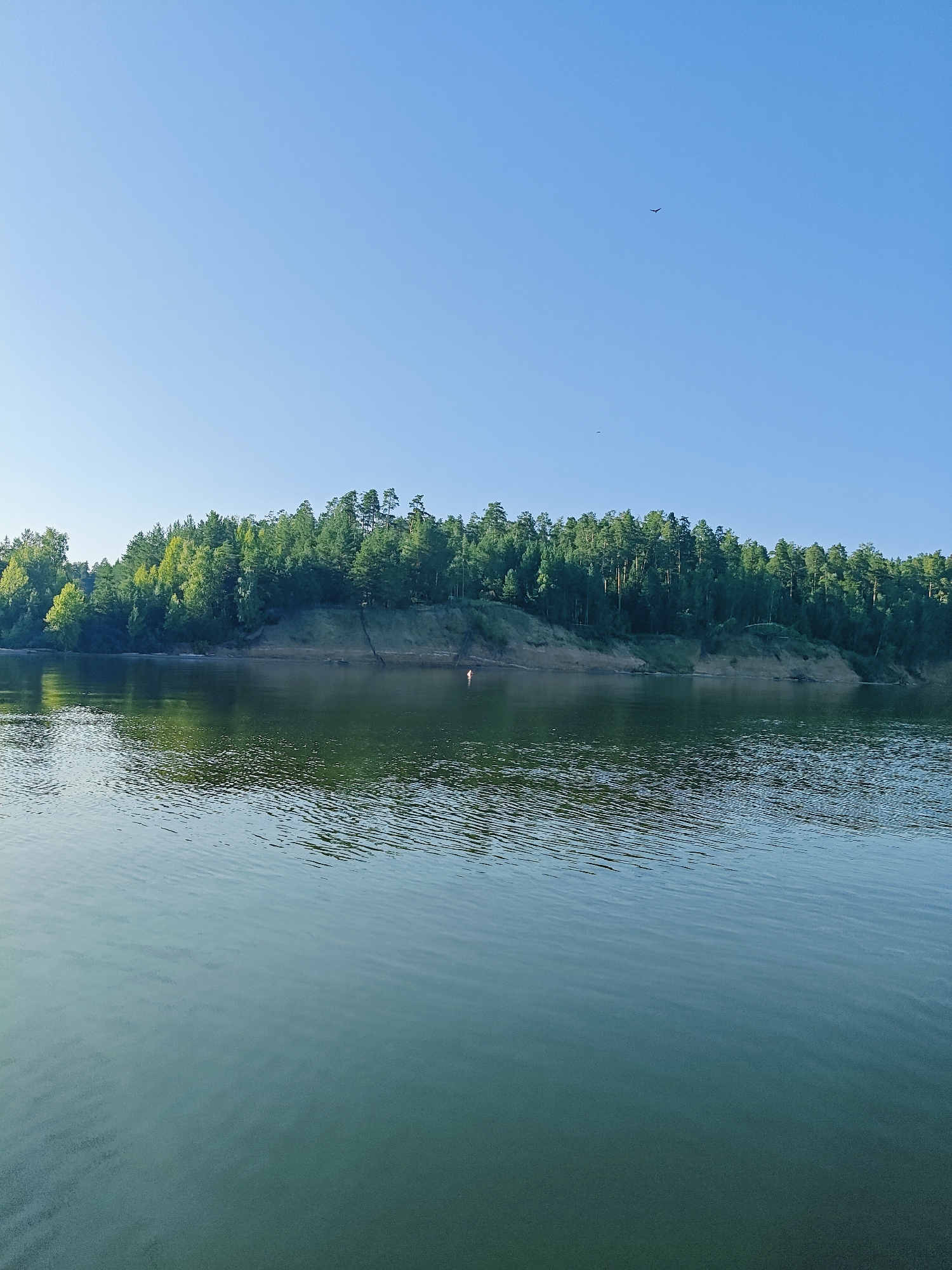 The image depicts a serene river scene in Noviy, Russia, on a clear, bright day under a vast blue sky. The river's surface is calm, with gentle ripples reflecting the surrounding environment. The far bank is lined with a dense forest, featuring a variety of green trees, some with lighter green foliage, indicating a possible mix of deciduous and coniferous species. A prominent cliff face, composed of reddish-brown earth and sand, is visible behind the trees, suggesting a natural embankment. There are a few small birds in flight in the sky. In the water, near the shore and the cliff face, a small red buoy is visible. A single person is standing in the shallow water near the shore, partially obscured by the embankment, appearing to be wading or standing. The overall impression is one of natural tranquility and a peaceful, unpopulated landscape.