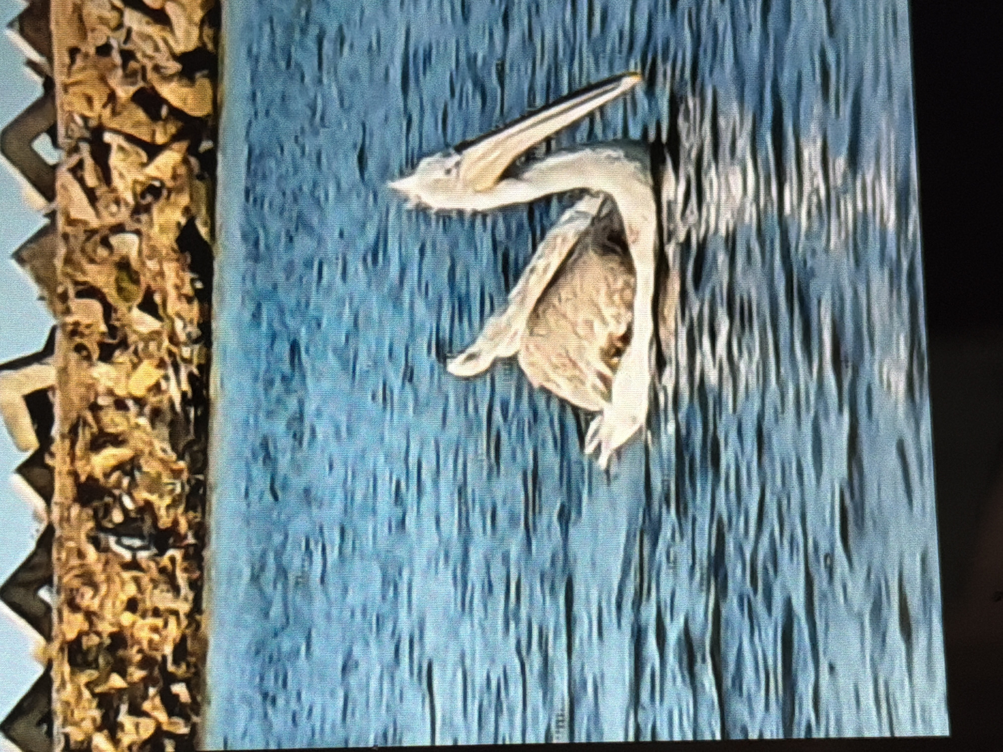 The media file displays a close-up, vertically oriented image of a bird, likely a pelican, emerging from textured blue water. The bird is predominantly light-colored, with a long, slender beak pointing upwards and to the left. Its body is visible, showing a light brown and white mottled pattern. The bird appears to be in motion, with its wings partially extended. The background is a textured surface of blue, resembling choppy water with vertical streaks of darker and lighter blue, possibly representing ripples or reflections. To the left of the bird and water, there is a distinct, jagged brown and tan object. This object has a textured, almost organic appearance, with sharp, angular shapes. It runs vertically along the left edge of the frame. The overall impression is of a natural scene, possibly a lake or river, with the bird interacting with its environment. The lighting suggests daylight, and there are no clear indicators of specific weather conditions or time of day beyond that. The location context provided is Lopatino, Russia. No text is visible in the image.