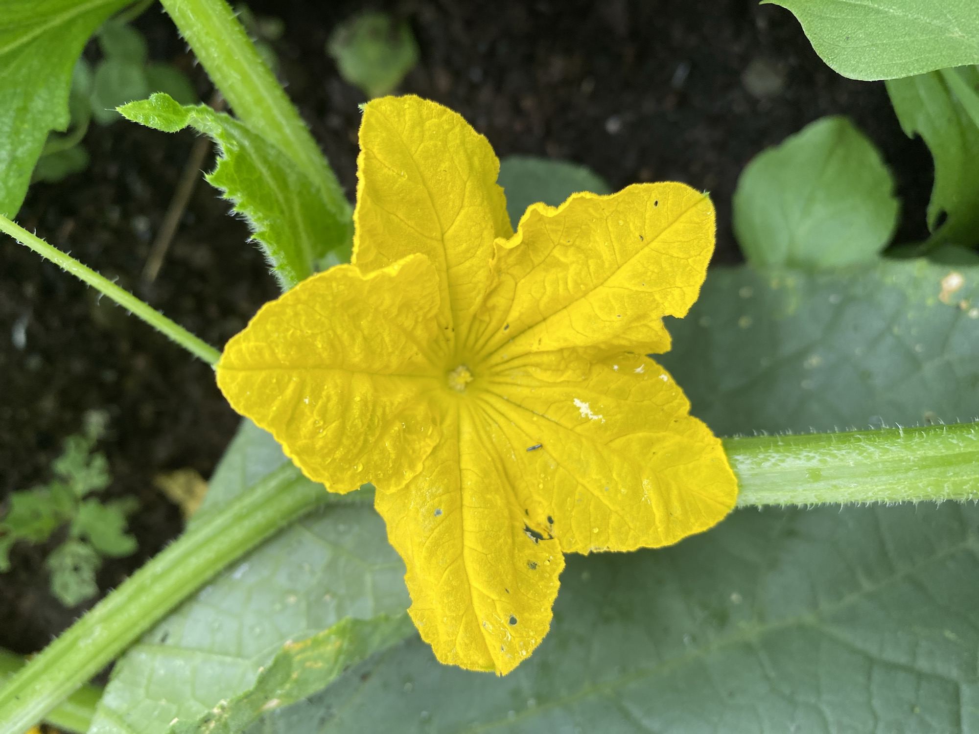 A close-up, eye-level shot captures a vibrant yellow cucumber flower in bloom. The flower has five delicate petals, each with a slightly wavy edge and visible veins. Tiny water droplets dot the petals, suggesting recent rain or dew. The center of the flower is a lighter yellow, with hints of green. The flower is attached to a thick, green stem that is covered in fine, white hairs. This stem is situated on a large, textured green leaf, also with visible veins. In the background, dark soil is visible, with some out-of-focus green foliage. The image is taken in the town of Princetown, United States of America, likely in a garden or agricultural setting.
