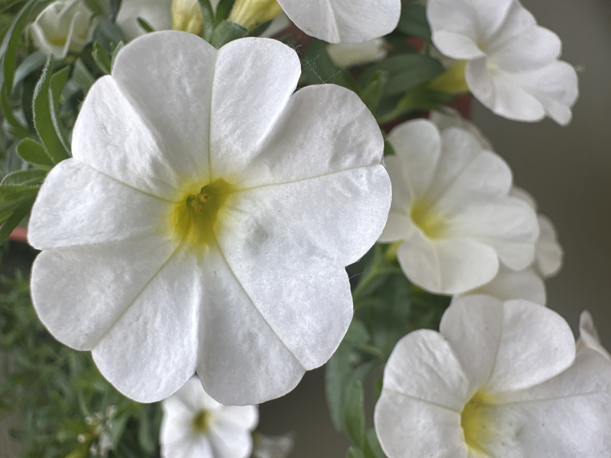 This media file is a close-up photograph of several white petunia flowers with yellow centers. The flowers are in various stages of bloom, with some fully open and others still partially closed. The petals are delicate and slightly ruffled, and a few fine strands of spiderweb are visible on one of the petals. The background consists of green foliage and other out-of-focus white flowers, suggesting a garden setting or a potted plant display. The lighting appears natural, possibly indicating daylight, and there are no distinct weather cues or time-of-day indicators beyond that. The overall mood is serene and natural, focusing on the delicate beauty of the flowers. There is no visible text in the image. The location context provided is Łódź, Poland, but this information cannot be visually inferred from the image itself.