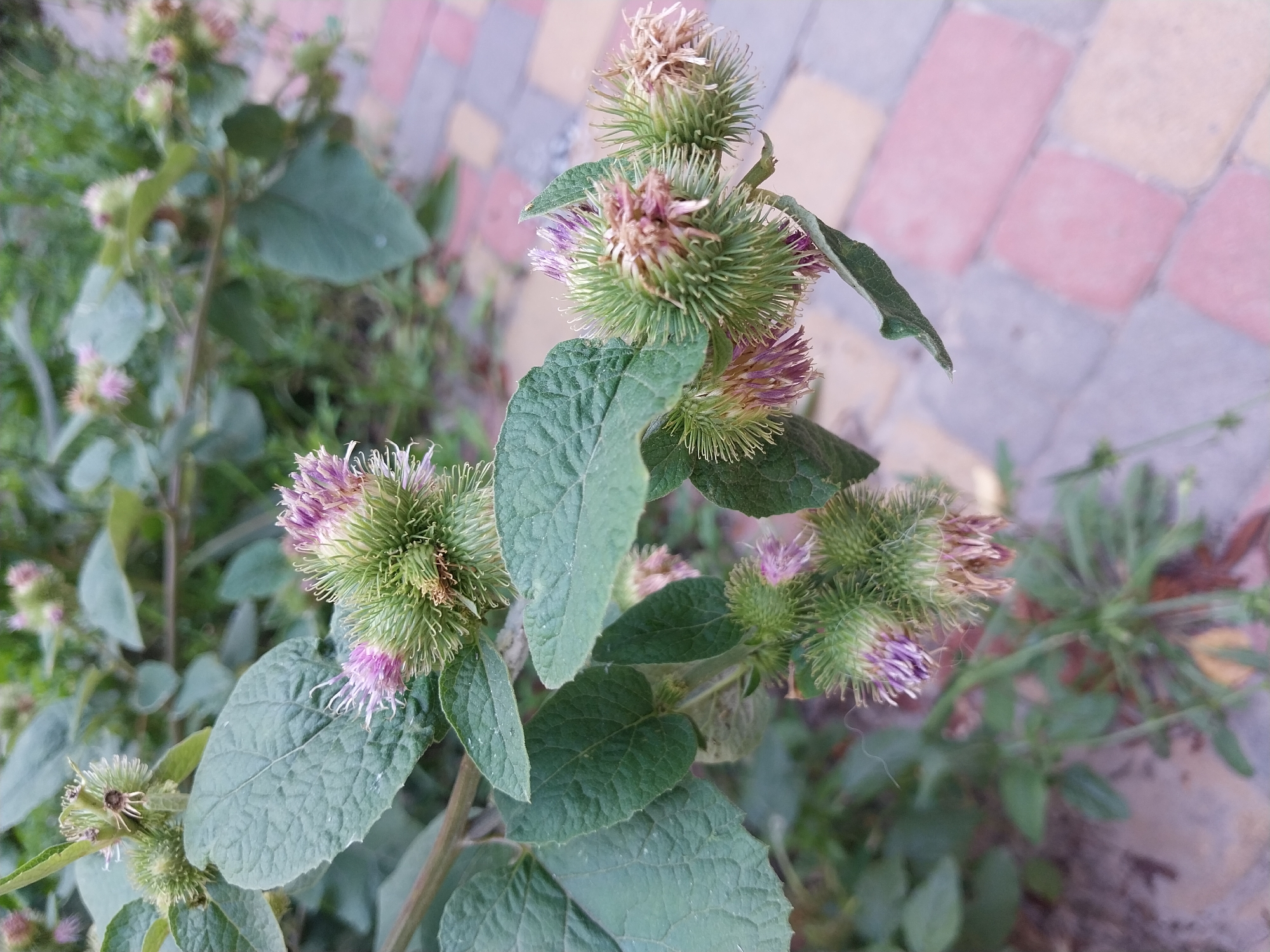 The image captures a close-up view of a thistle plant with prickly seed heads and purple flowers. The plant's large, textured green leaves are prominent. In the background, a paved walkway with interlocking rectangular bricks in shades of pink, beige, and gray is visible. The setting appears to be outdoors, possibly in a park or garden area within the city of Dnipro, Ukraine, judging by the style of the paving stones. No people or animals are present in the frame, and no specific actions or interactions are depicted. The focus is solely on the botanical subject and its immediate surroundings.