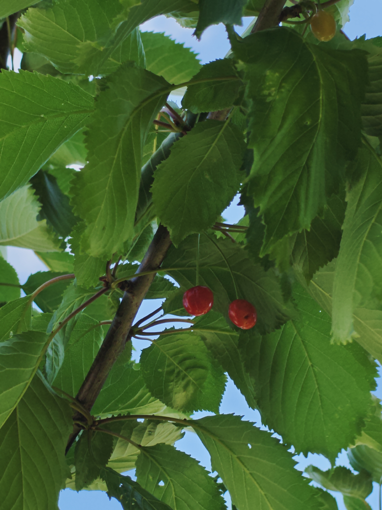 The image shows a close-up view of a cherry tree branch against a bright blue sky. Two ripe red cherries hang from the branch, with a single unripe yellow cherry visible higher up. The leaves are a vibrant green and appear healthy. The scene is likely located outdoors in a natural setting, possibly a garden or park. There are no people or animals visible in the image. The image does not provide any specific information about the location in Izgrev, Bulgaria.