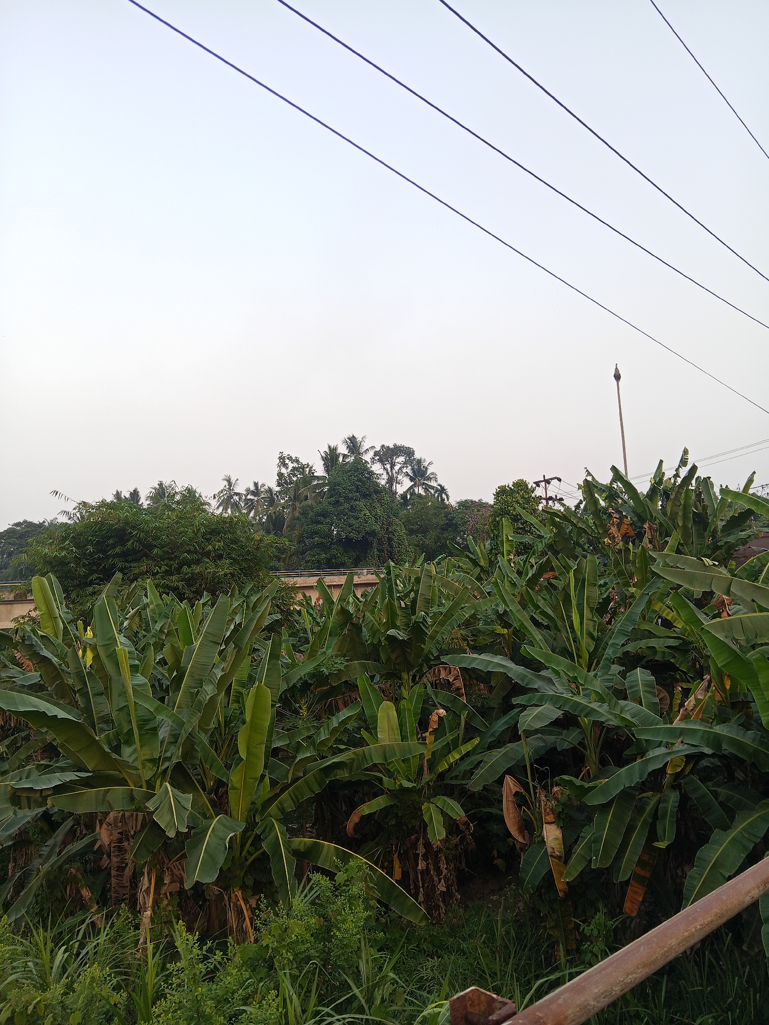 The image captures a lush tropical landscape filled with numerous banana trees. The banana leaves are a vibrant green and dominate the foreground and mid-ground of the scene. In the background, a dense forest of various trees, including palm trees, creates a green canopy. A beige-colored bridge is visible in the mid-ground, spanning across the vegetation. Power lines are strung across the sky, and a single utility pole with an object at its top stands in the distance on the right side of the image. The sky is overcast and a pale white. The setting appears to be a rural or semi-rural area, likely within or on the outskirts of Lubuklinggau, Indonesia, given the prevalence of banana plantations and tropical vegetation common to the region. There are no people visible in the image.