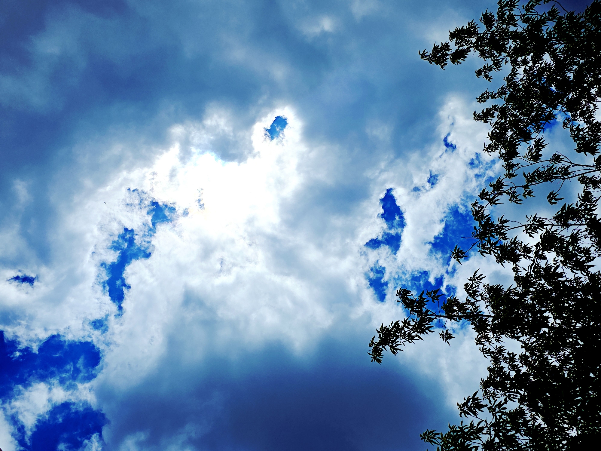 A low-angle shot of a partly cloudy sky with a tree branch visible in the right corner. The sky is a deep blue, with thick white and grey clouds. Some of the clouds have breaks in them, revealing glimpses of brighter blue sky. The tree branch has small leaves and is silhouetted against the sky. The location is unknown.