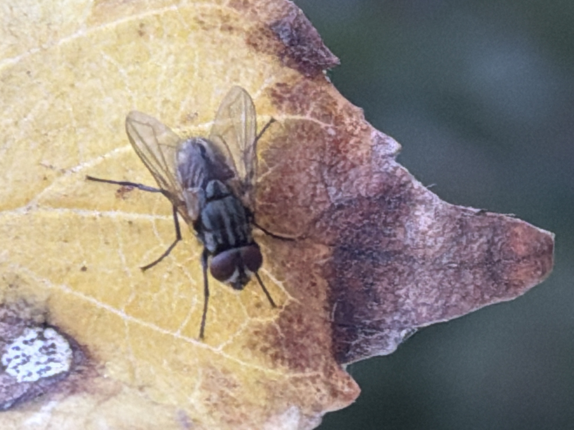 A macro photograph captures a fly resting on a yellow and brown leaf. The fly, positioned in the center of the frame, exhibits a dark, striped body and transparent wings. Its compound eyes are prominent and dark red. The leaf displays intricate veining and shows signs of decay, with brown, textured edges and a lighter yellow central area. A small, white, textured patch is visible on the upper left portion of the leaf. The background is a blurred, dark green, suggesting an outdoor environment. There is no indication of the city of Sabirabad, Azerbaijan, or any human presence in the image.