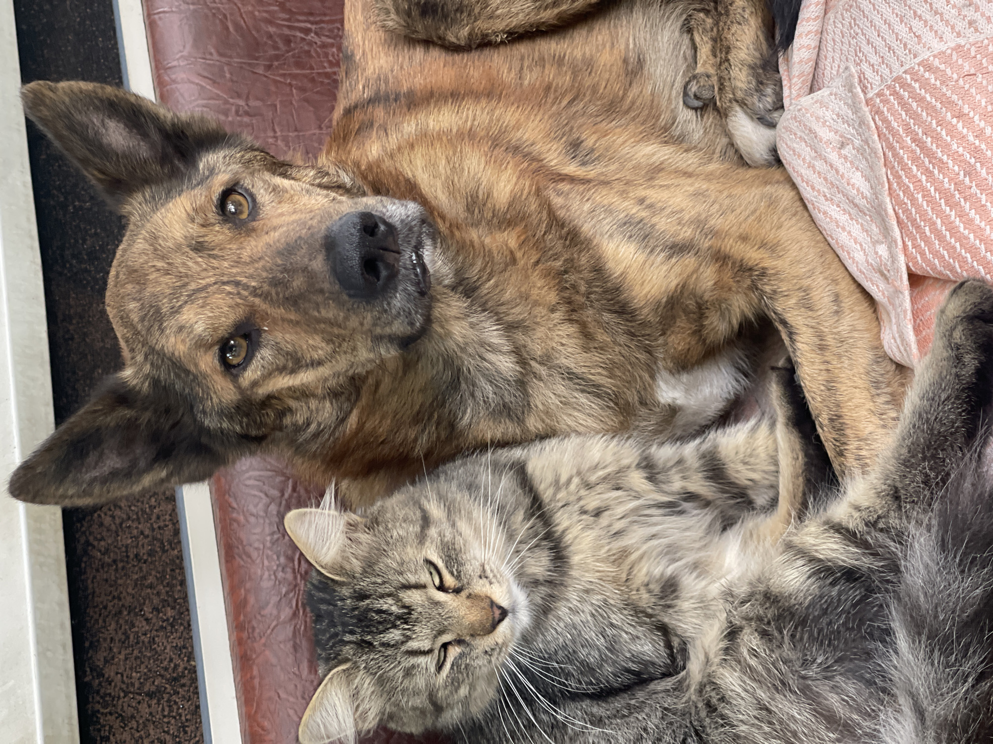 A medium-sized tabby cat is curled up next to a brown and black brindle dog. The cat is on the left, facing left with its eyes mostly closed. The dog is on the right, facing forward, with its head resting on its paws. Both animals appear to be lying on a brown surface, possibly a bench or sofa, with a pink and white striped blanket underneath them. The background shows a white trim above a dark brown textured surface. The scene is indoors or on a covered porch, with no visible elements to suggest a specific location in Radisne, Ukraine.
