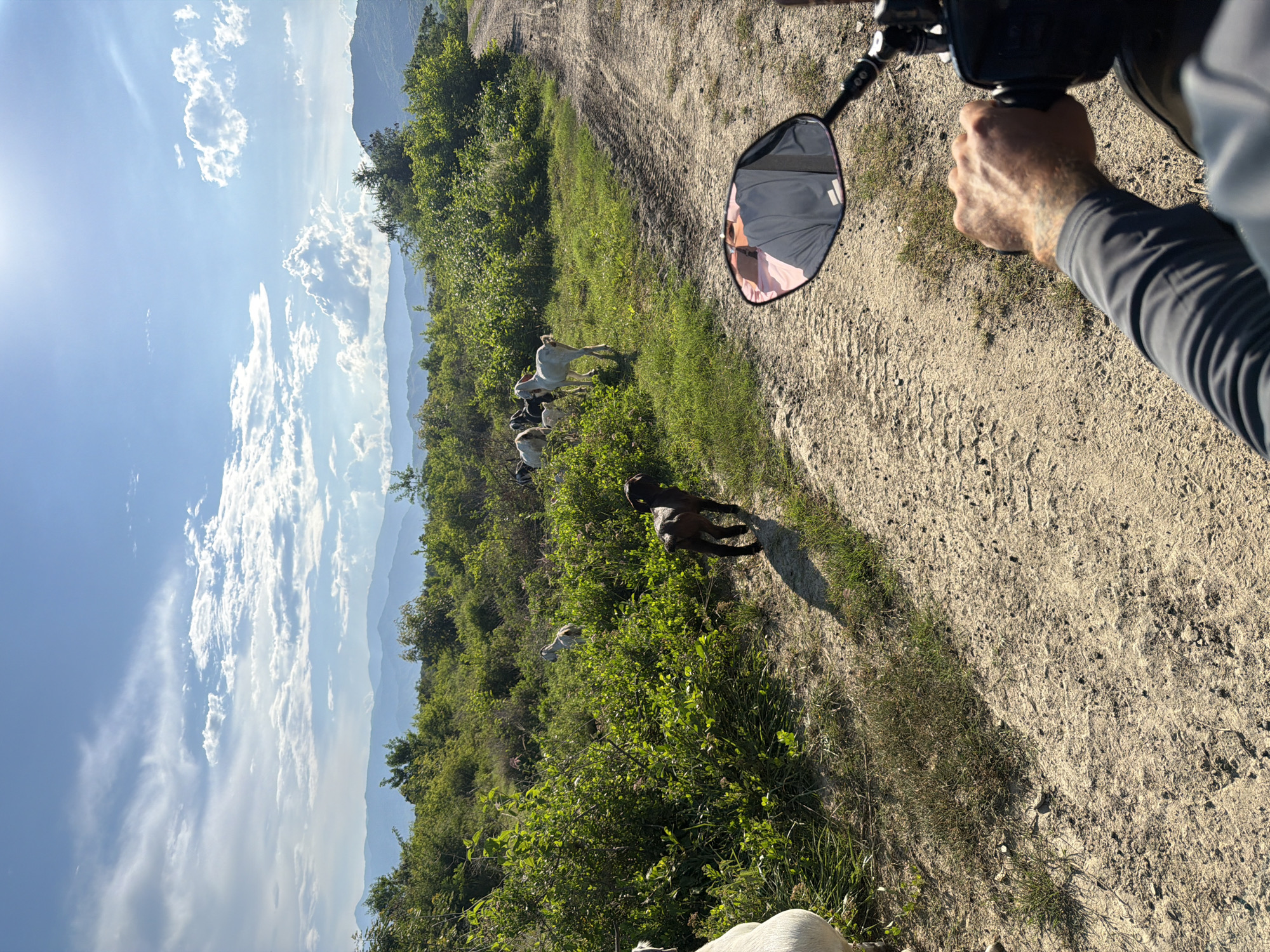 The image captures a rural scene in Cam Lam, Vietnam, on a bright, sunny day. A dirt road, marked with tire tracks, leads through a landscape of green, bushy vegetation and distant, hazy mountains. A herd of goats is scattered across the grassy area to the left of the road. One dark-colored goat kid stands prominently in the foreground on the dirt path, facing away from the camera. In the lower right corner, the hand and arm of a person are visible, holding the handlebar of a motorcycle. The motorcycle's rearview mirror reflects the sky and a person wearing a pink shirt. The sky is a vibrant blue, dotted with fluffy white clouds, with the sun's glare visible in the upper right quadrant. The overall impression is one of a peaceful, pastoral setting.