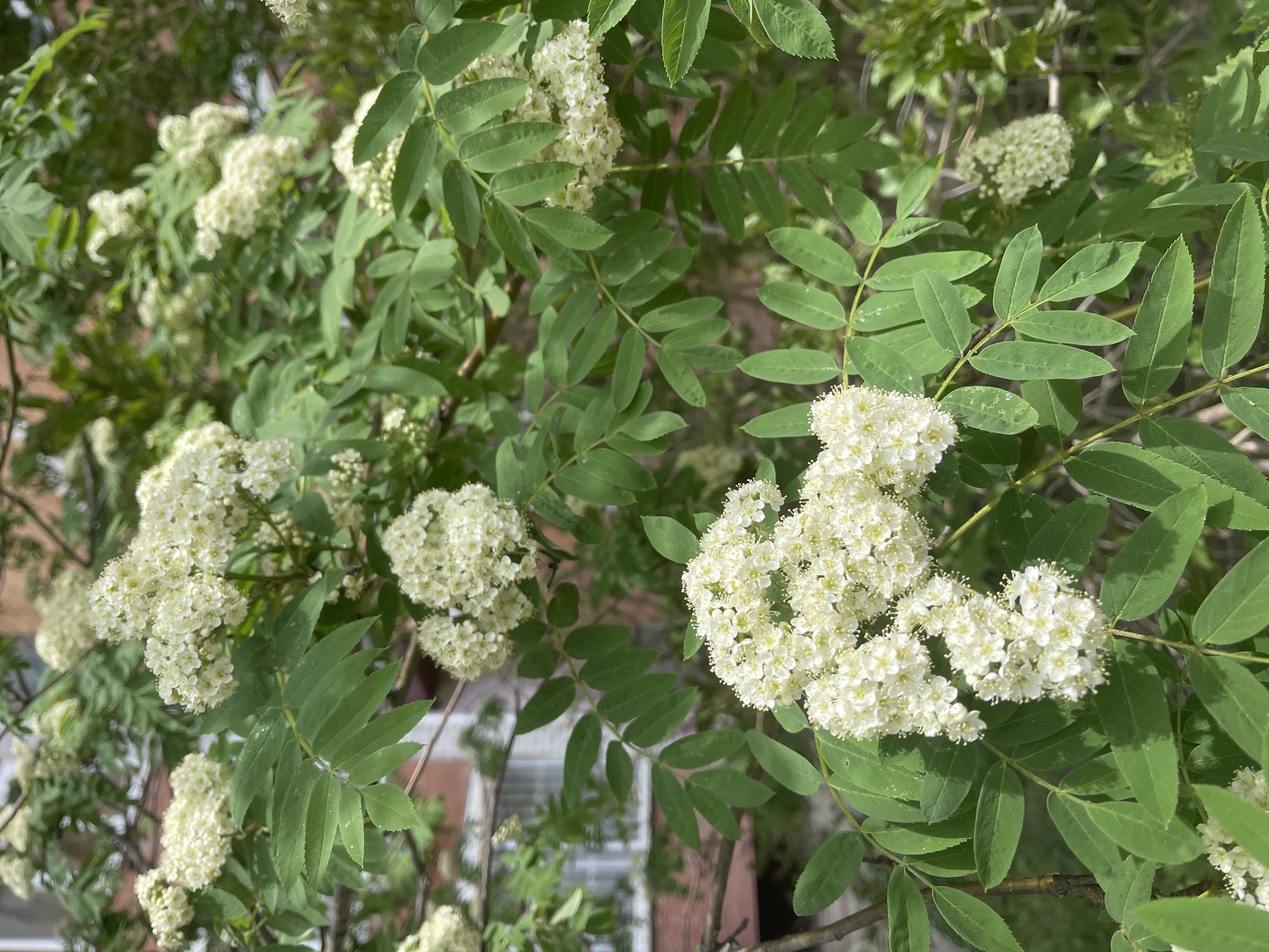 A close-up, high-angle shot features a cluster of flowering trees, likely rowan or mountain ash, with their characteristic compound leaves and dense clusters of small, white flowers. The leaves are a bright, vibrant green, and the flowers appear fresh and in full bloom. In the background, a glimpse of building exteriors can be seen, suggesting an urban setting in the city of Unknown, Unknown. The overall impression is one of nature thriving in an urban environment, with the flowering trees adding a touch of beauty to the scene.
