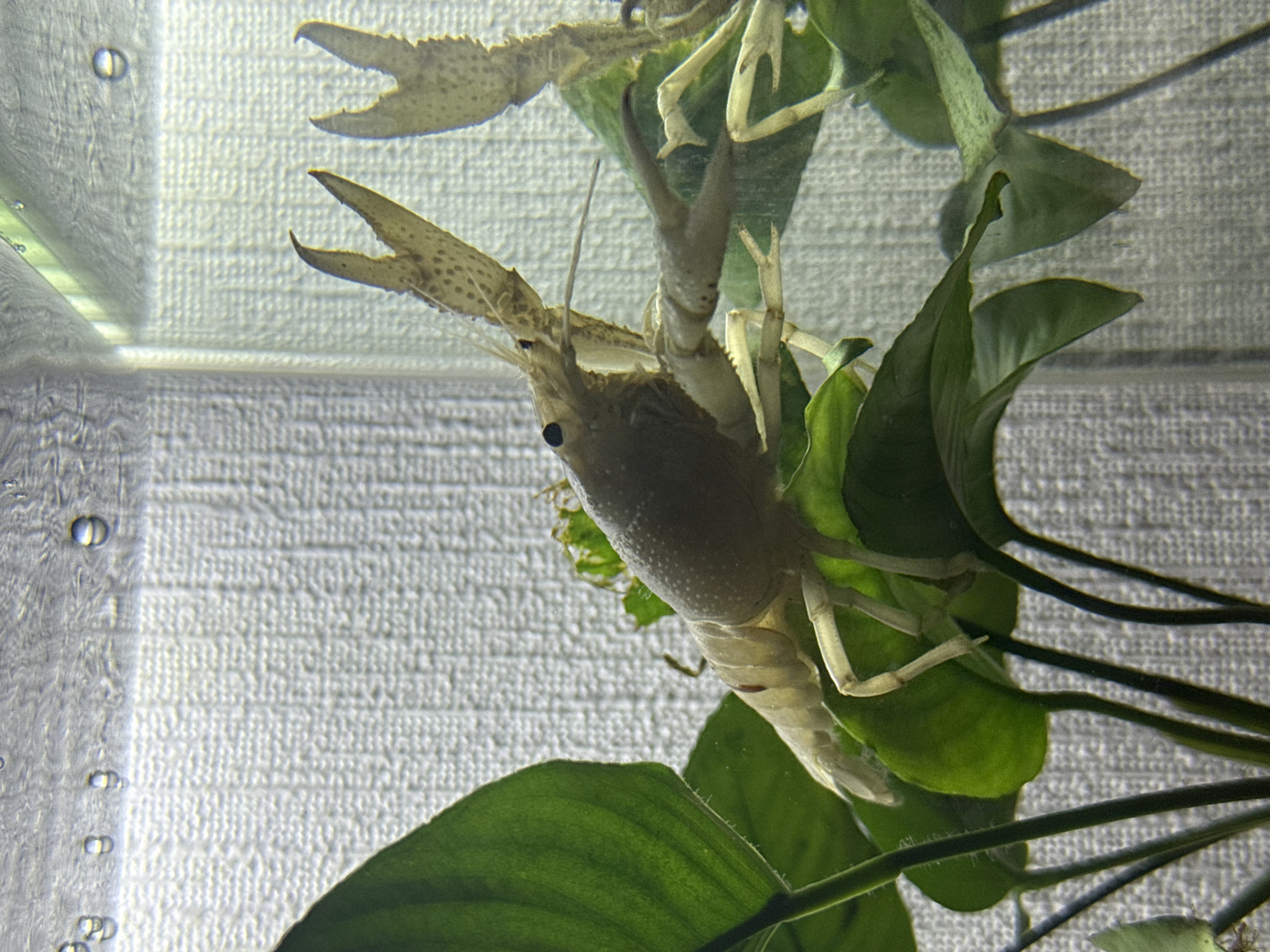 An off-white crayfish with dark eyes and speckled claws is prominently featured, clinging to vibrant green aquatic plants within an aquarium. The crayfish is positioned horizontally, appearing to be upside down or clinging to the underside of the broad-leafed plants, with its body and legs visible. Its large claws are extended, one partially obscured by a leaf. The background consists of a light gray, textured surface, likely the wall behind the aquarium or a tank background, with vertical lines suggesting panels. Numerous small air bubbles are visible along the left edge of the aquarium glass, indicating the presence of water and possibly aeration. No discernible text is visible. The scene captures an intimate moment of aquatic life within an indoor setting in Vniissok, Russia.