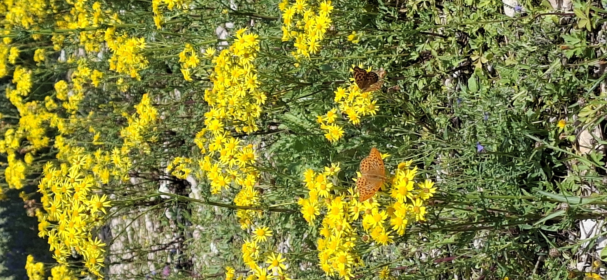 The image shows a close-up view of a field of yellow wildflowers, likely in bloom. Two butterflies are visible, one orange with black spots and the other darker with intricate brown markings. They appear to be resting on or feeding from the flowers. The ground is covered with green foliage, small stones, and some dry plant matter. The scene suggests a natural outdoor environment, possibly a meadow or a rural area. The image does not provide any specific visual cues to pinpoint the location to Panga, Estonia.