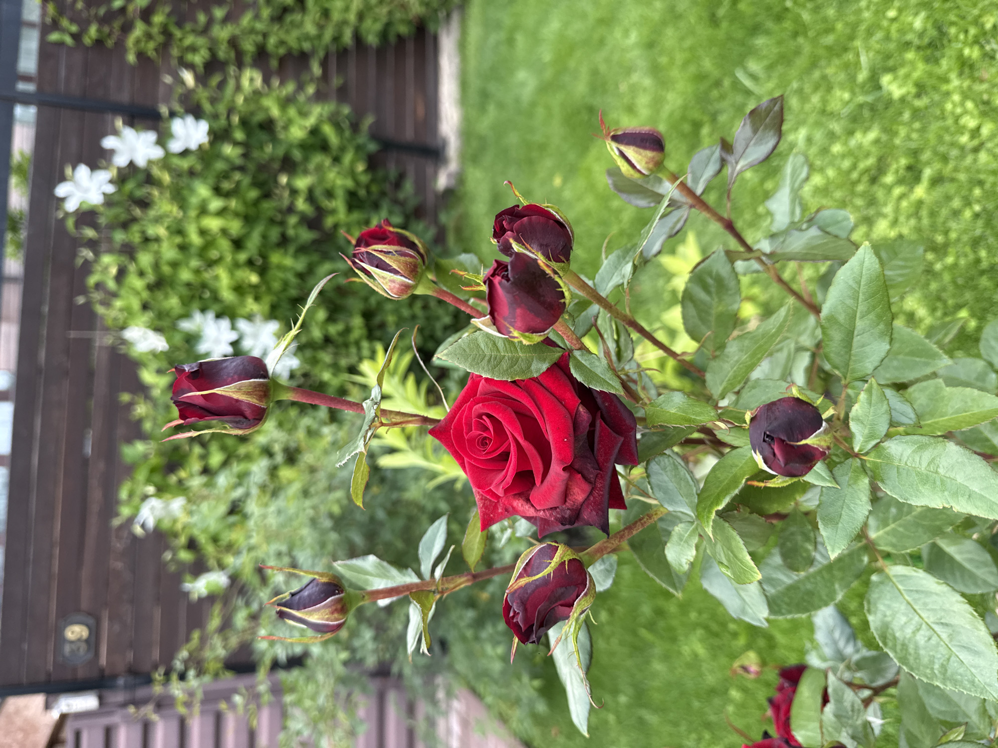 A close-up, eye-level shot captures a vibrant red rose in full bloom, with several dark red buds surrounding it, on a rose bush in a garden. The rose bush has green leaves, some of which show signs of wear and tear. In the background, a wooden fence and a neatly manicured green lawn are visible, with climbing white flowers and foliage on the fence. The scene is outdoors, with natural lighting. The address number "39" is visible on the fence. The location is identified as Vnukovo, Russia. There are no people or animals in the image.