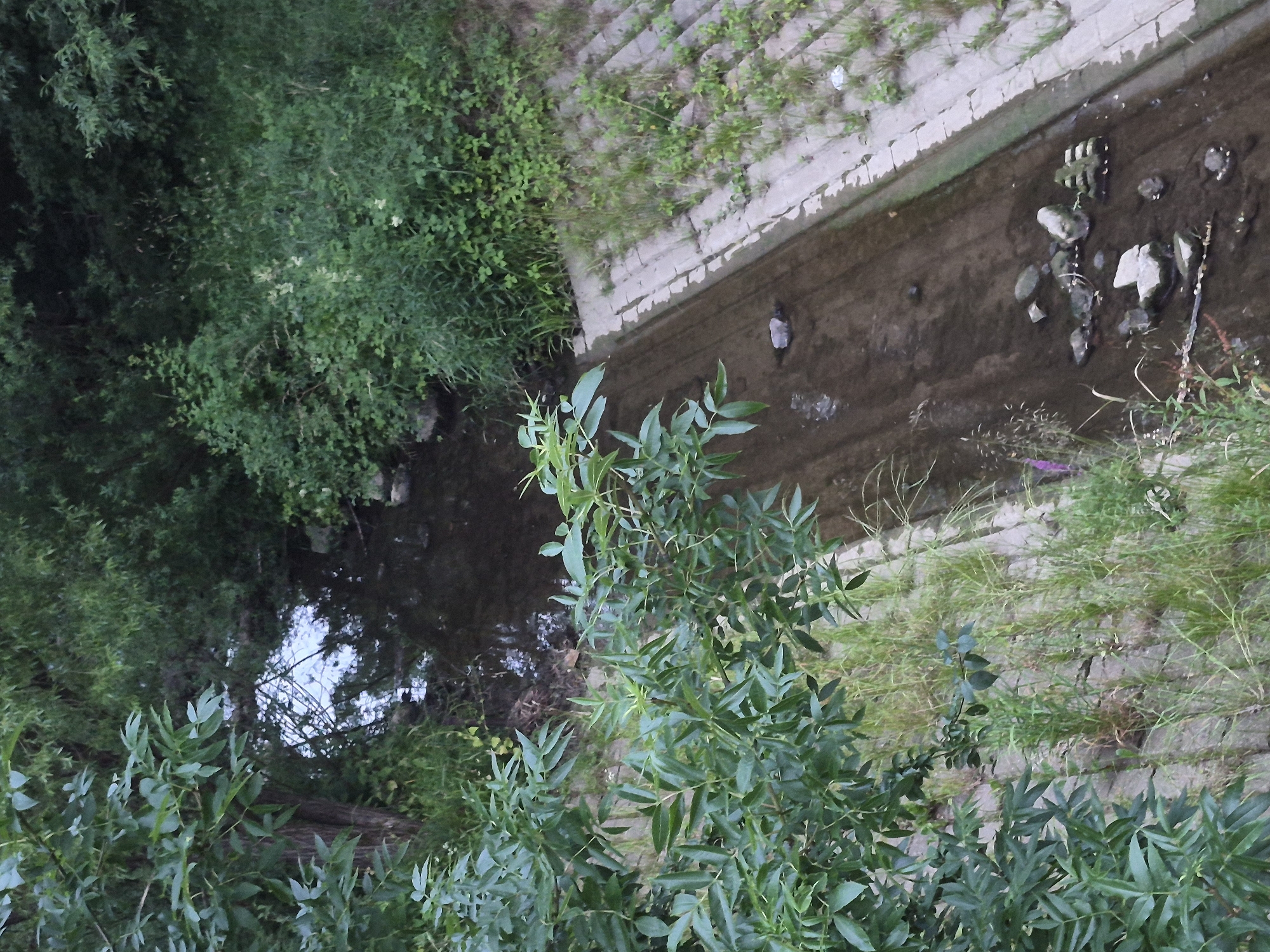 An aerial, medium shot captures a partially overgrown concrete drainage ditch in a park-like setting. Lush green foliage and trees dominate the left and upper portions of the frame, with some branches extending into the frame. The drainage ditch, which runs diagonally from the upper right to the lower left, has a concrete lining and a shallow, murky stream flowing through it. Several rocks and debris are visible in the water. The right bank of the ditch is lined with more concrete structures and patches of grass and weeds, suggesting an urban or semi-urban environment. The overall lighting suggests it is daytime, possibly overcast.