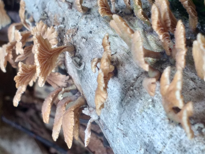 The image depicts a cluster of brown, shelf-like fungi growing on a textured, gray log. The fungi are small with a fan-like structure. Some are more developed and have pronounced ridges. The log is weathered and appears to be decaying. The composition is close-up, providing a detailed view of the fungi's texture and their attachment to the log. The scene suggests a damp, forest environment.