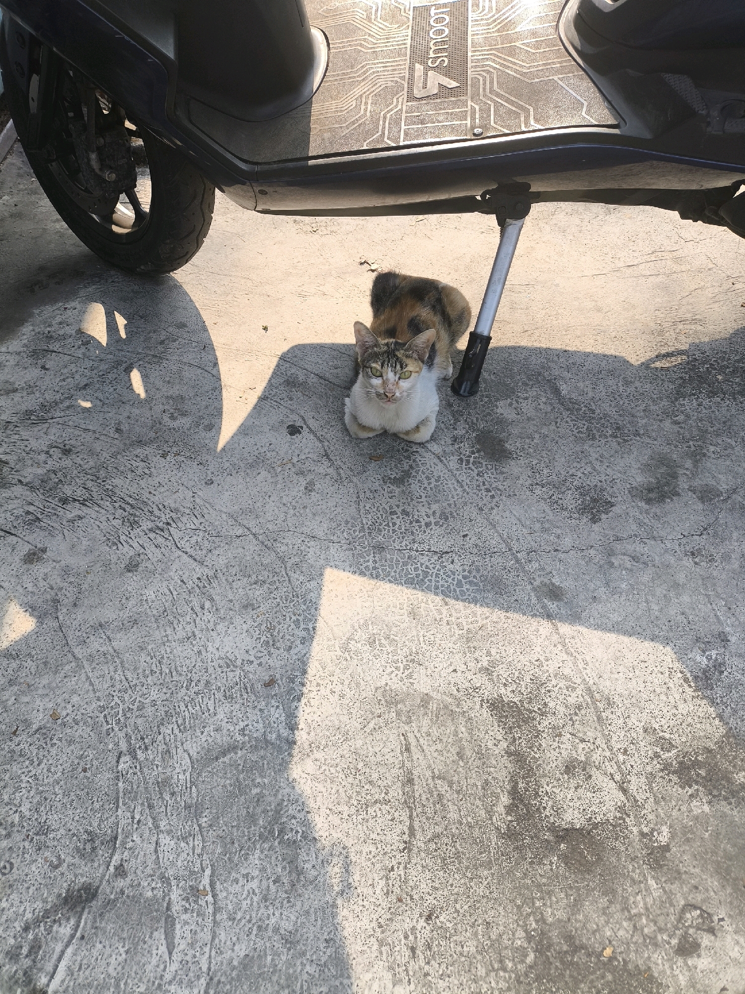 A calico cat with white, black, and orange patches sits on a concrete surface, looking towards the camera. The cat is positioned under the side stand of a dark-colored scooter, which is partially visible in the upper portion of the frame. The scooter's wheel and part of its body are in the left and top of the image, respectively. The concrete ground is textured and shows cracks and some debris. Sunlight casts distinct shadows on the ground, indicating it is daytime. The scene appears to be outdoors, possibly in an alley or a parking area, in West Jakarta, Indonesia.