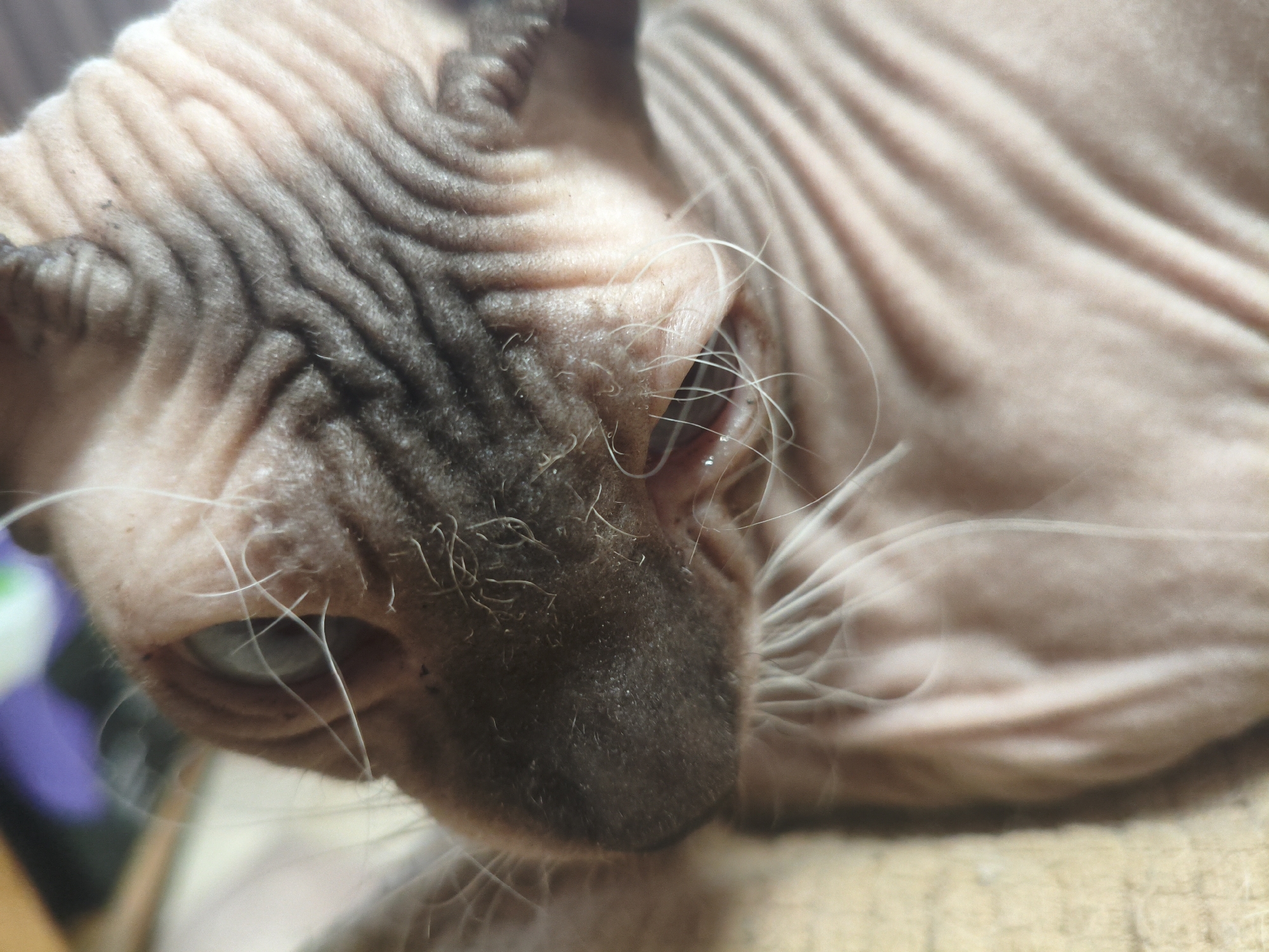 The image is a close-up, low-angle shot of a Sphynx cat's head. The cat is lying down and its skin is wrinkled, with darker markings on its face and head. White whiskers are visible around its nose and eyes. The cat's left eye is visible and appears to be light colored. The background is out of focus and appears to be a textured surface. There is no information in the image to suggest a location in Марковский, Russia.