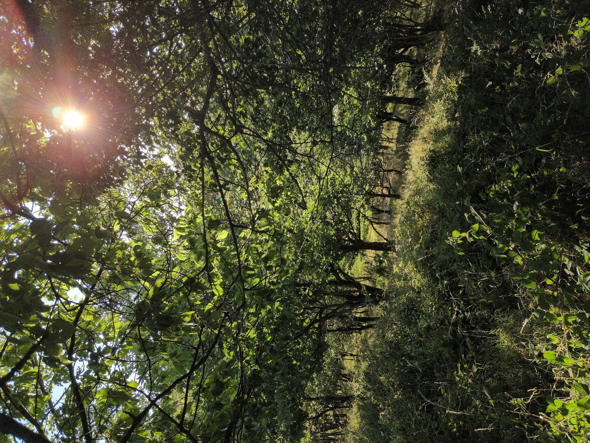 In a densely wooded area in Little Wenlock, United Kingdom, sunlight streams through the lush green canopy of trees. The sun, a bright orb in the upper right quadrant of the image, casts a warm glow and creates lens flare effects. The foreground is a thick undergrowth of grass and various plants, some of which are catching the light and appearing vibrantly green, while others are in shadow. The trees in the background are also heavily leafed, with branches creating a network of shadows and light patterns. The scene suggests a natural, untamed environment, possibly a forest or a wild garden. There are no people or animals visible in the frame. The overall impression is one of a peaceful, sun-dappled woodland.