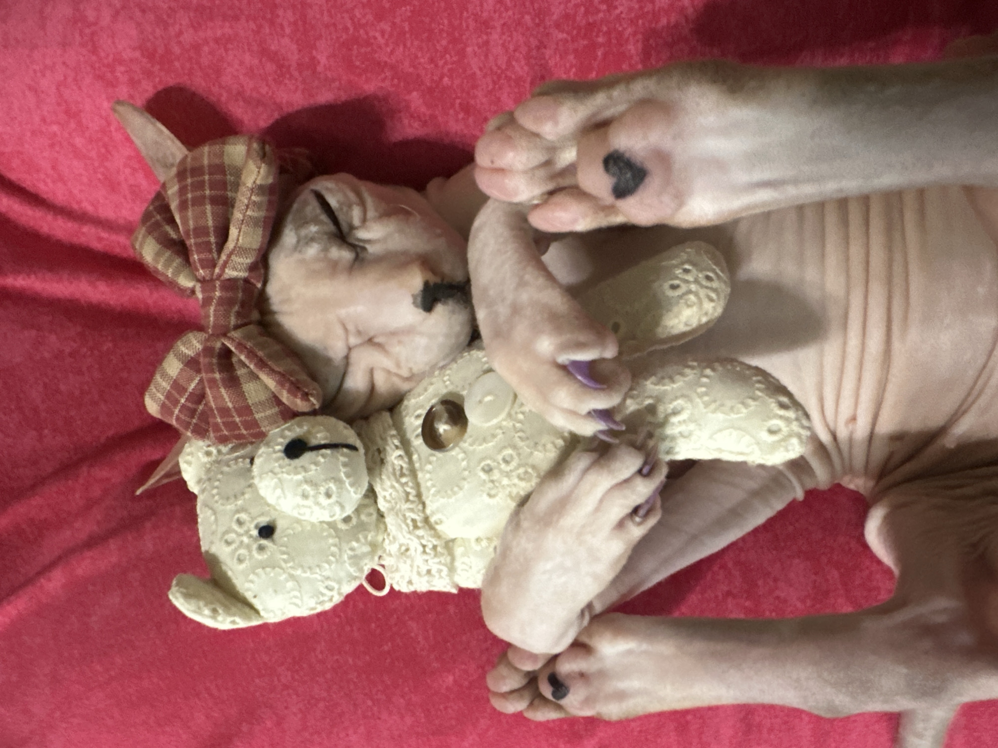 A hairless cat is sleeping on a pink surface, hugging a stuffed teddy bear. The cat has a bow tied around its head. The cat's paws are visible, and one paw has a small heart-shaped marking. The teddy bear is white with embroidered details and has a bell attached to its neck. The background is a textured pink fabric. The image appears to be a close-up shot of the cat and bear. There is no information available about the location in Togliatti, Russia.