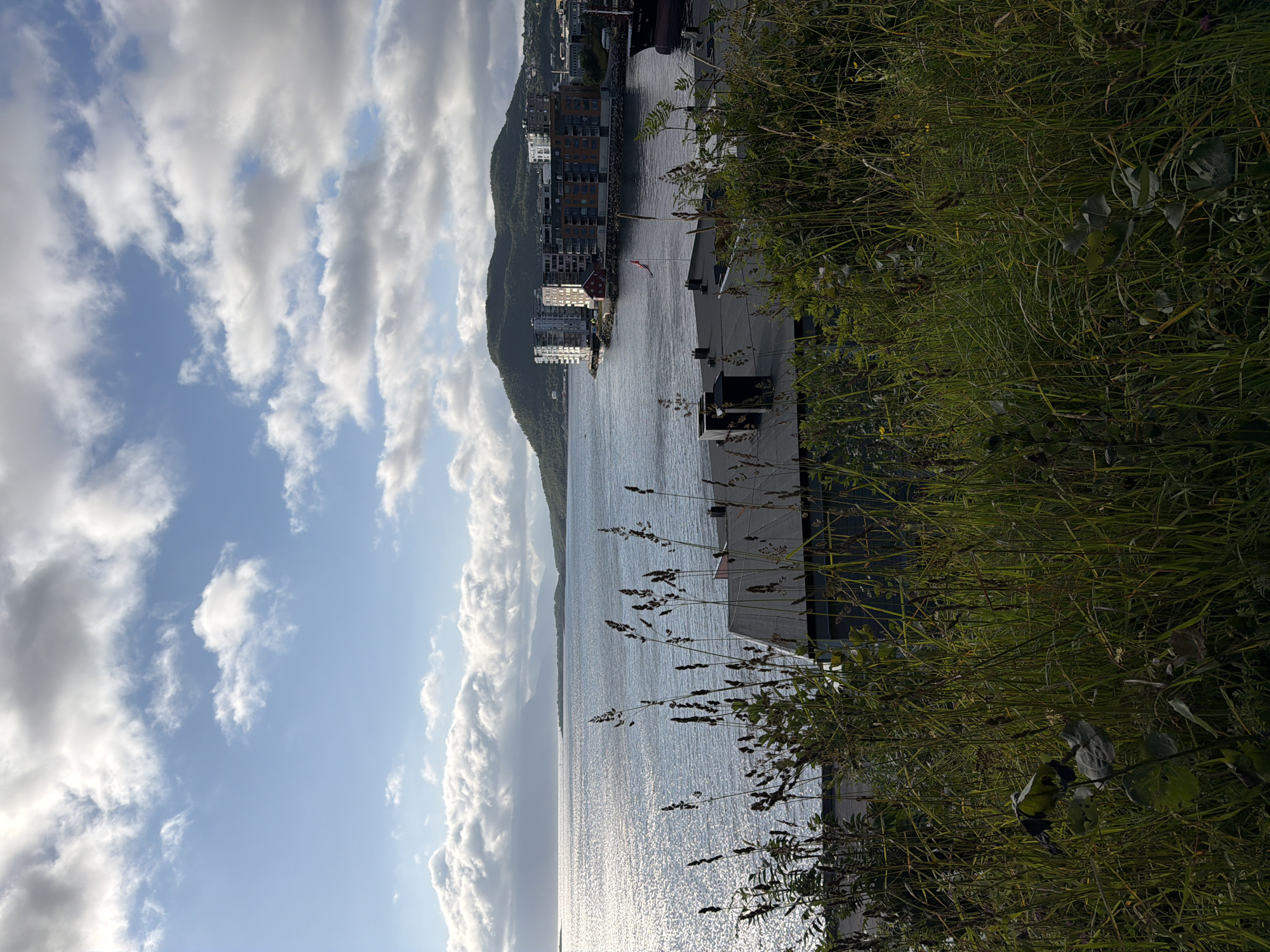 This is a daylight, outdoor, vertical medium shot of a coastal city scene in Harstad, Norway, with a focus on the waterfront and surrounding landscape. In the foreground, tall, dry grasses and some leafy plants obscure the lower portion of the image, with a dark, flat-roofed building partially visible behind them. Beyond the foreground, a wide, calm body of water, likely a fjord, stretches towards the horizon, reflecting the bright sunlight and scattered white clouds in the blue sky. Along the far shore, a lush, green, hilly landscape rises, dotted with trees and several modern, multi-story apartment buildings clustered near the water's edge. A large ship is docked on the right side of the frame, and a small flag flies near the apartment buildings. The overall atmosphere is tranquil and serene, showcasing the natural beauty of the Norwegian coast.