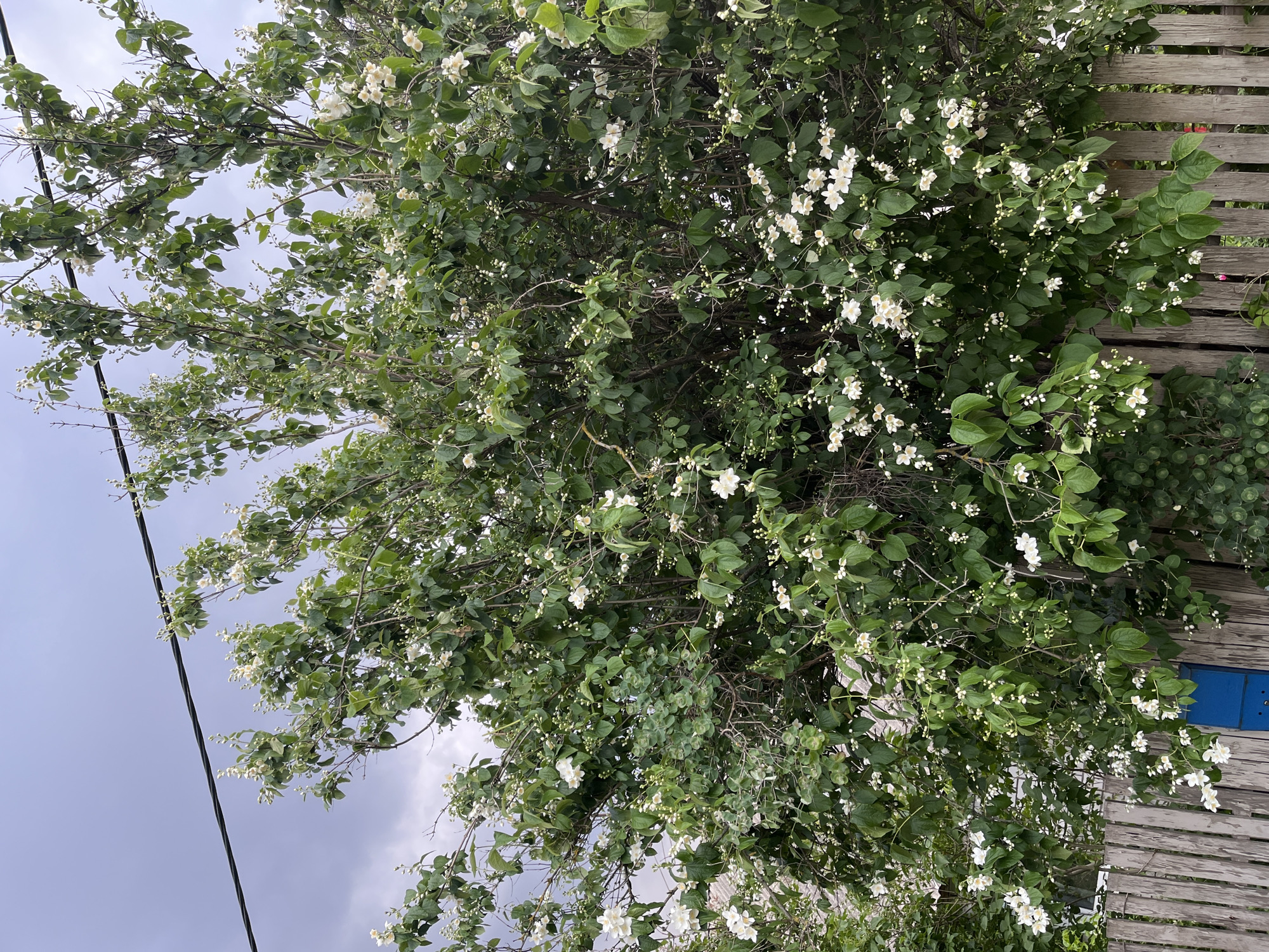 An outdoor, eye-level, full shot captures a dense bush overflowing with small, white flowers and dark green leaves, set against a backdrop of a cloudy, grey sky. A dark power line runs horizontally across the upper portion of the frame, bisecting the sky and the upper branches of the bush. In the lower section of the image, a weathered, wooden fence with vertical planks runs from left to right. A small, bright blue mailbox is attached to the fence, visible on the left side of the frame. The bush itself is lush and untamed, with numerous branches reaching outwards and upwards, some branches laden with blossoms cascading downwards. The overall impression is of a wild, overgrown garden in what appears to be a suburban or rural setting within Minsk, Belarus, possibly during a cool, overcast day. No people or animals are present in the scene.