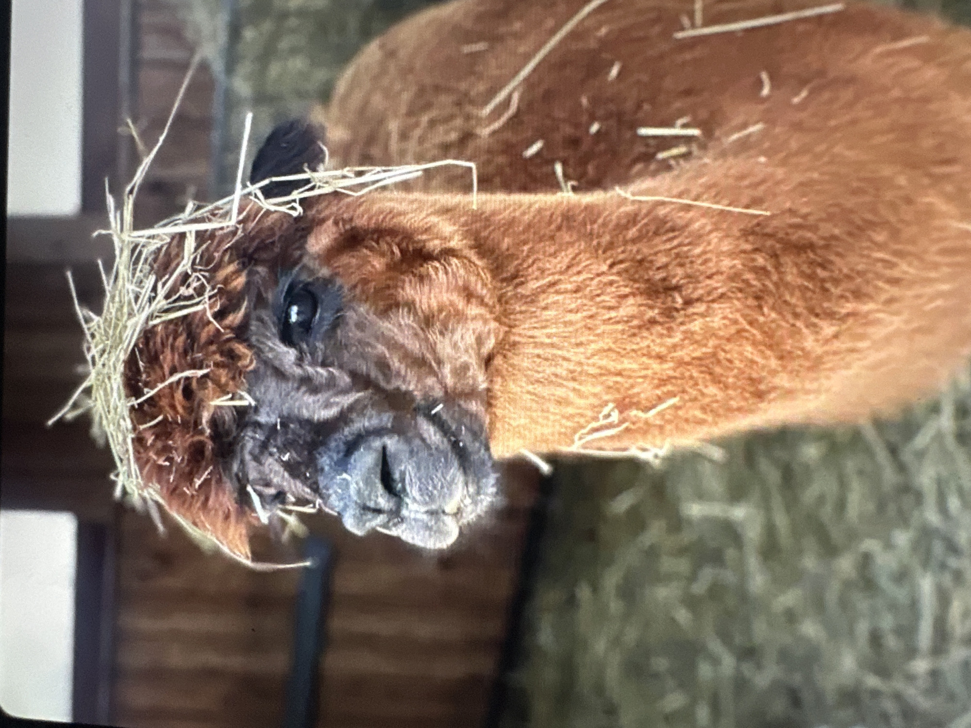 This is a close-up, portrait-oriented photograph of an alpaca. The alpaca is facing left, with its head tilted slightly downwards. It has reddish-brown fur and a dark, textured nose. Straw is visible on top of its head, giving it a somewhat crown-like appearance. The background consists of a wooden structure and hay. The lighting is natural and appears to be coming from the front and slightly to the right, creating soft shadows. The image is sharpest on the alpaca's face and neck, with the background slightly blurred. There is no information in the image to suggest a specific location in Tallinn, Estonia.
