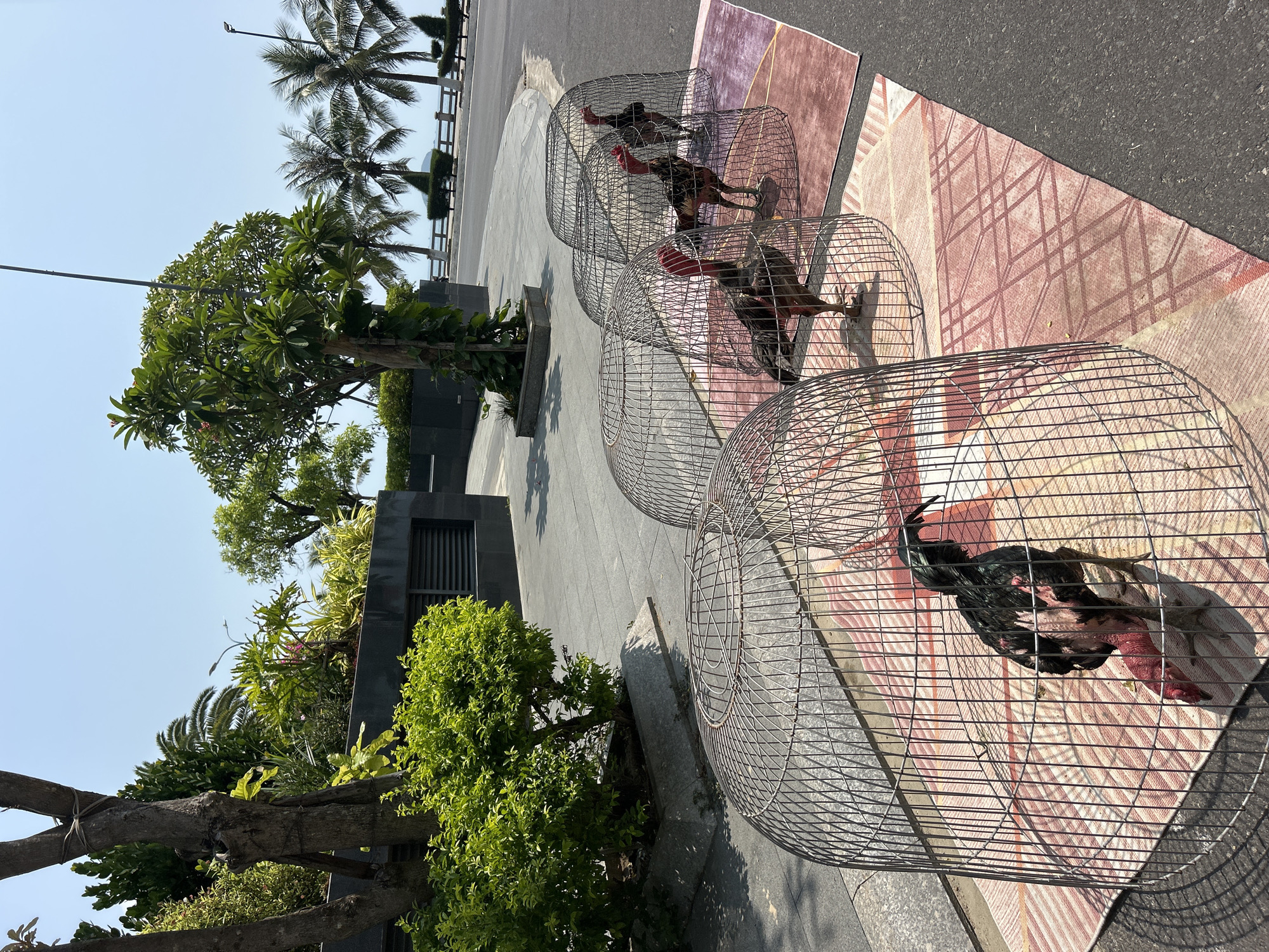 The image shows four fighting cocks in wire cages along a paved street in Bắc Nha Trang, Vietnam. The roosters are standing on patterned mats under the cages. Vegetation, including palm trees, shrubs, and trees, is visible along the street. The sky is clear and sunny.