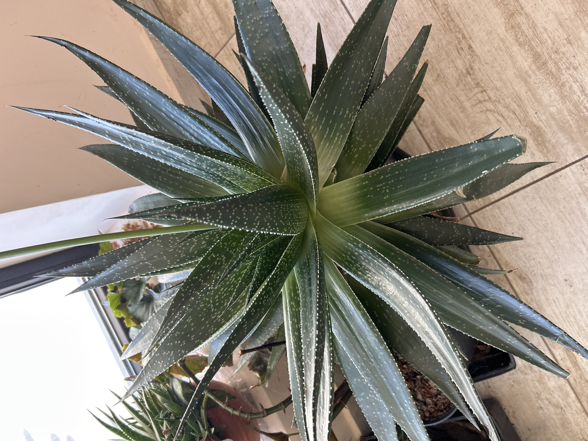 The image shows a potted Aloe plant with long, spiky leaves, characterized by white spots and serrated edges. The plant is placed on what appears to be a light-colored wooden surface, possibly a table or windowsill. Other plants are partially visible in the background, suggesting an indoor setting near a window. The location is not discernible from the image.