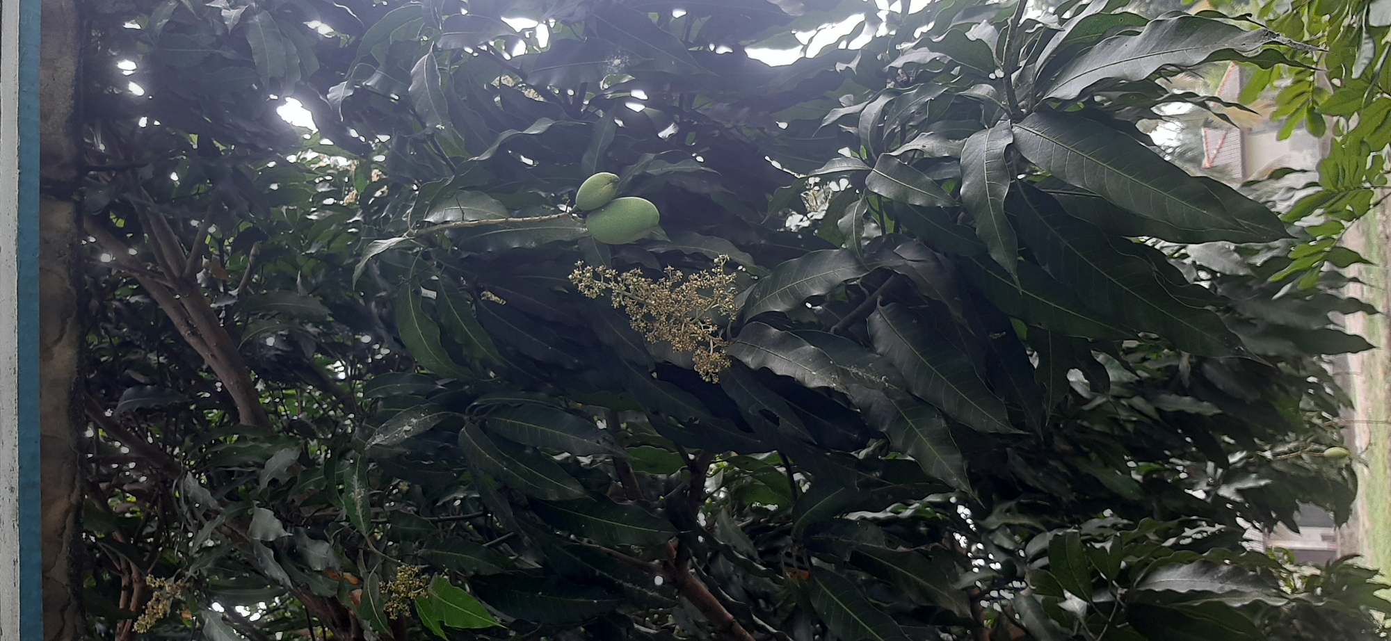 The image shows a mango tree with unripe green mangoes and flowers. The tree is dense with dark green leaves. The foreground is dominated by the mango tree branches and foliage, with some sky visible through the leaves. In the background, a building with a tiled roof and some vegetation can be seen, suggesting a semi-rural or suburban setting. The lighting suggests it is daytime, possibly overcast or with diffused sunlight. The context of Jambi, Indonesia, implies a tropical or subtropical climate, which is consistent with mango cultivation.