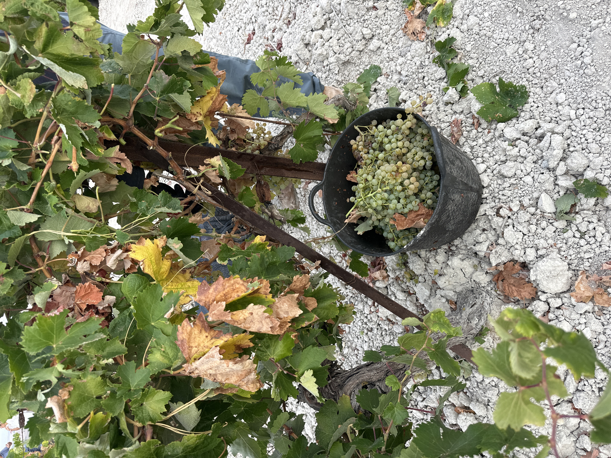 The image depicts a close-up view of a vineyard in San José del Valle, Spain, during harvest. A black bucket, filled with freshly picked green grapes, sits on the ground amidst rocky terrain and grapevines. The grapevines show signs of the season, with some green leaves and some dried, browning foliage. A person, wearing blue trousers, is partially visible in the background, suggesting an ongoing harvesting activity. The ground is covered in light-colored gravel and scattered leaves. The lighting suggests it is daytime, likely outdoors in a rural setting.