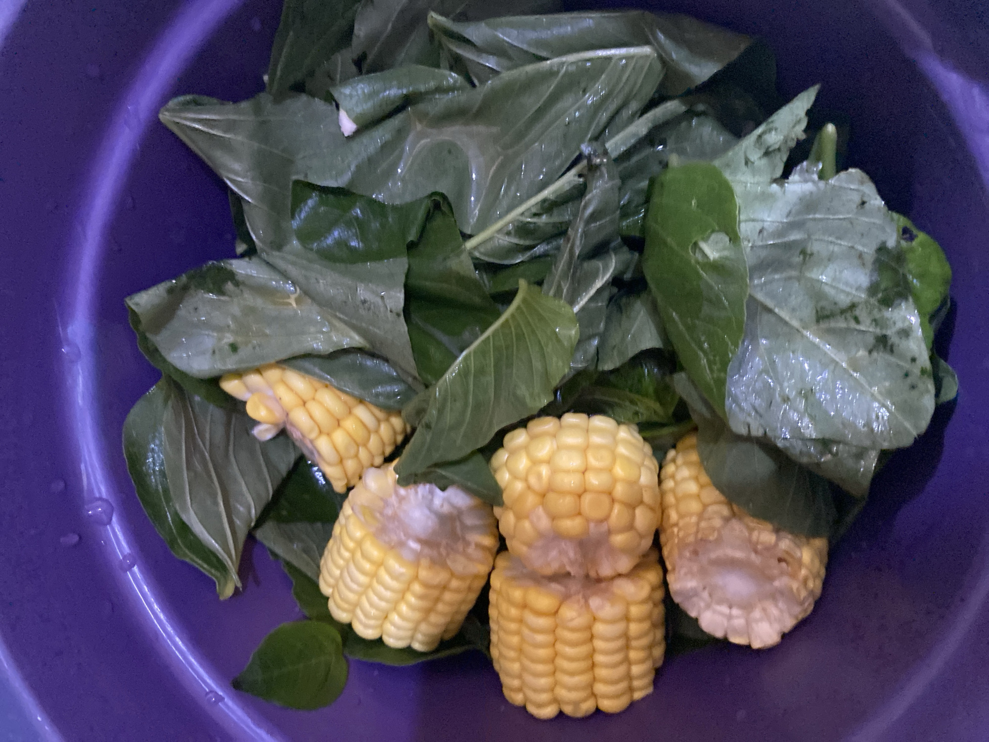 In a close-up, top-down shot, several pieces of chopped corn on the cob and a pile of wet, green leaves are contained within a purple plastic bowl. The corn pieces are cut crosswise into segments, revealing the yellow kernels and white pith. The leaves are various shades of green, some appearing wilted and translucent, with visible water droplets on their surfaces. The background is dominated by the purple hue of the bowl, with some light reflections visible on its rim. The scene appears to be indoors, likely in a kitchen or food preparation area in Ta', Indonesia, given the context. There are no people or actions depicted in the image.