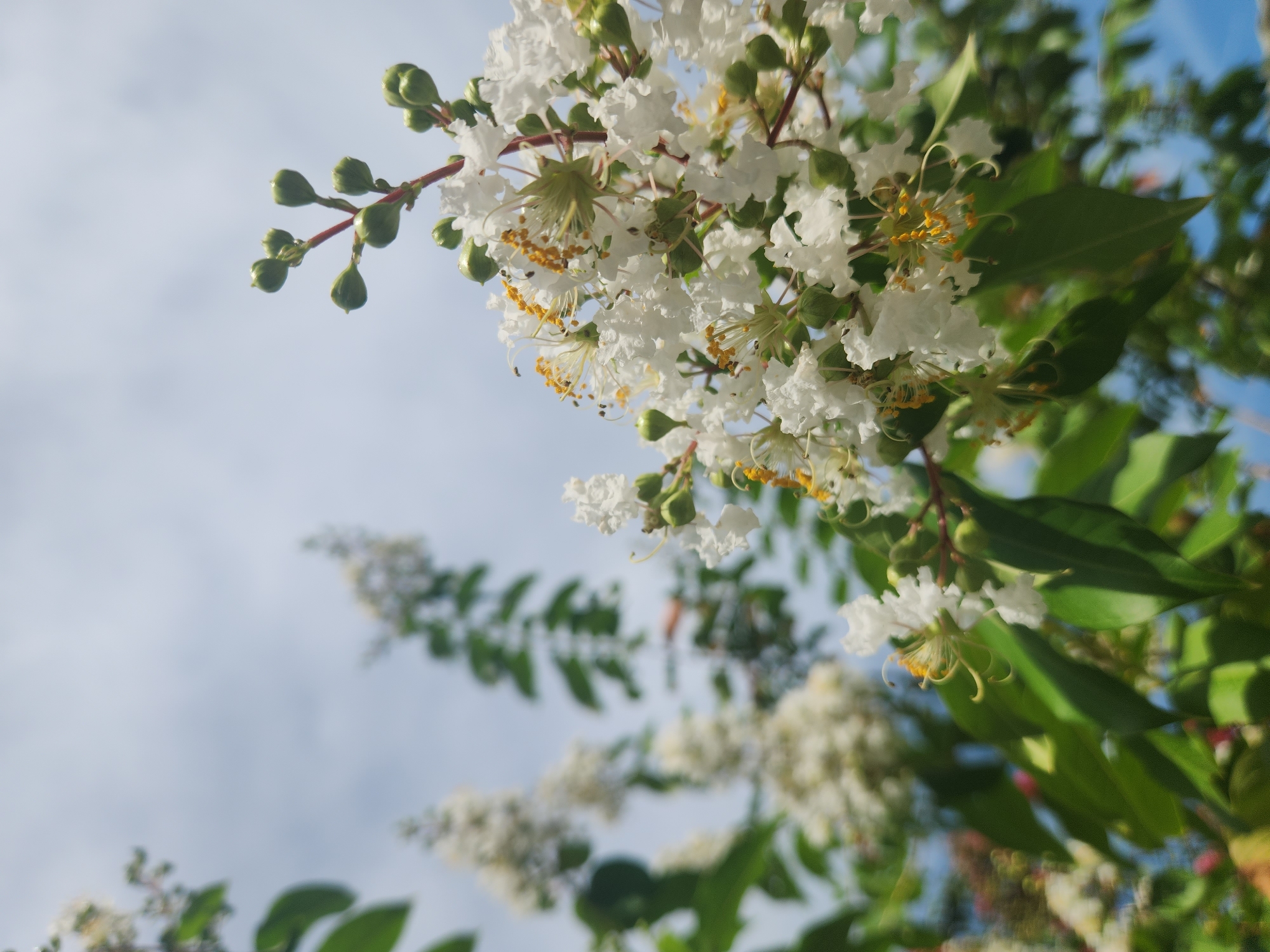 This is a close-up, low-angle, outdoor shot of white crape myrtle flowers with green buds against a bright blue sky with sparse clouds. The flowers are clustered on branches, and some have delicate, crinkled petals and yellow stamen. The leaves are a vibrant green. The focus is on the cluster of flowers in the foreground on the right, with other flower clusters and foliage blurred in the background. The image was taken in Altamonte Springs, United States of America.