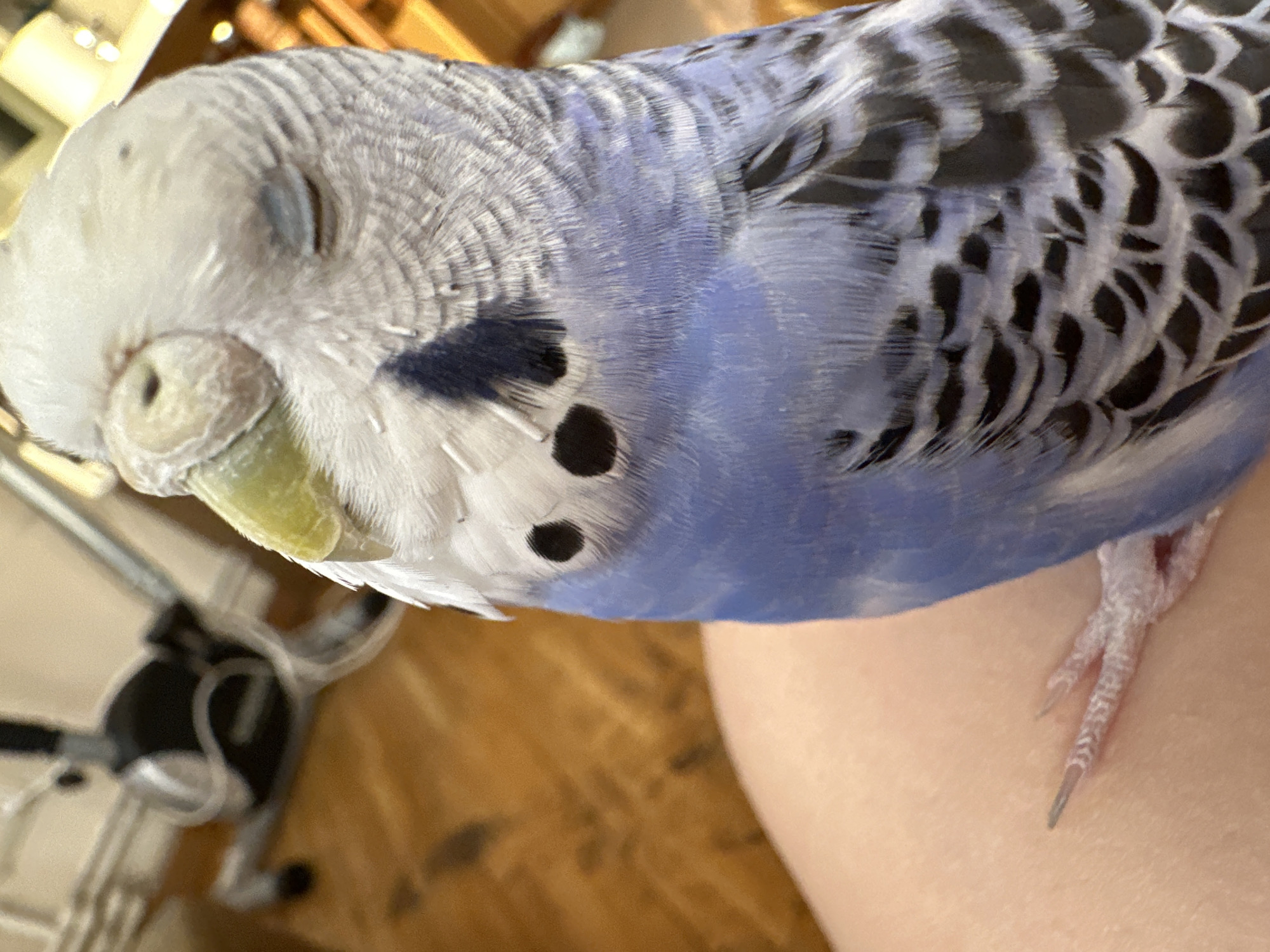 A close-up, medium shot captures a budgerigar bird resting on a person's lap. The bird's eyes are closed, and its head is tilted slightly upwards. Its beak is a pale green, and its feathers are a mix of white and pale blue with black markings. One of the bird's feet is visible, resting on the person's skin, with its toes splayed out. The background is blurred but appears to show wooden flooring and parts of a chair. The image is focused on the bird, with the surrounding environment out of focus.