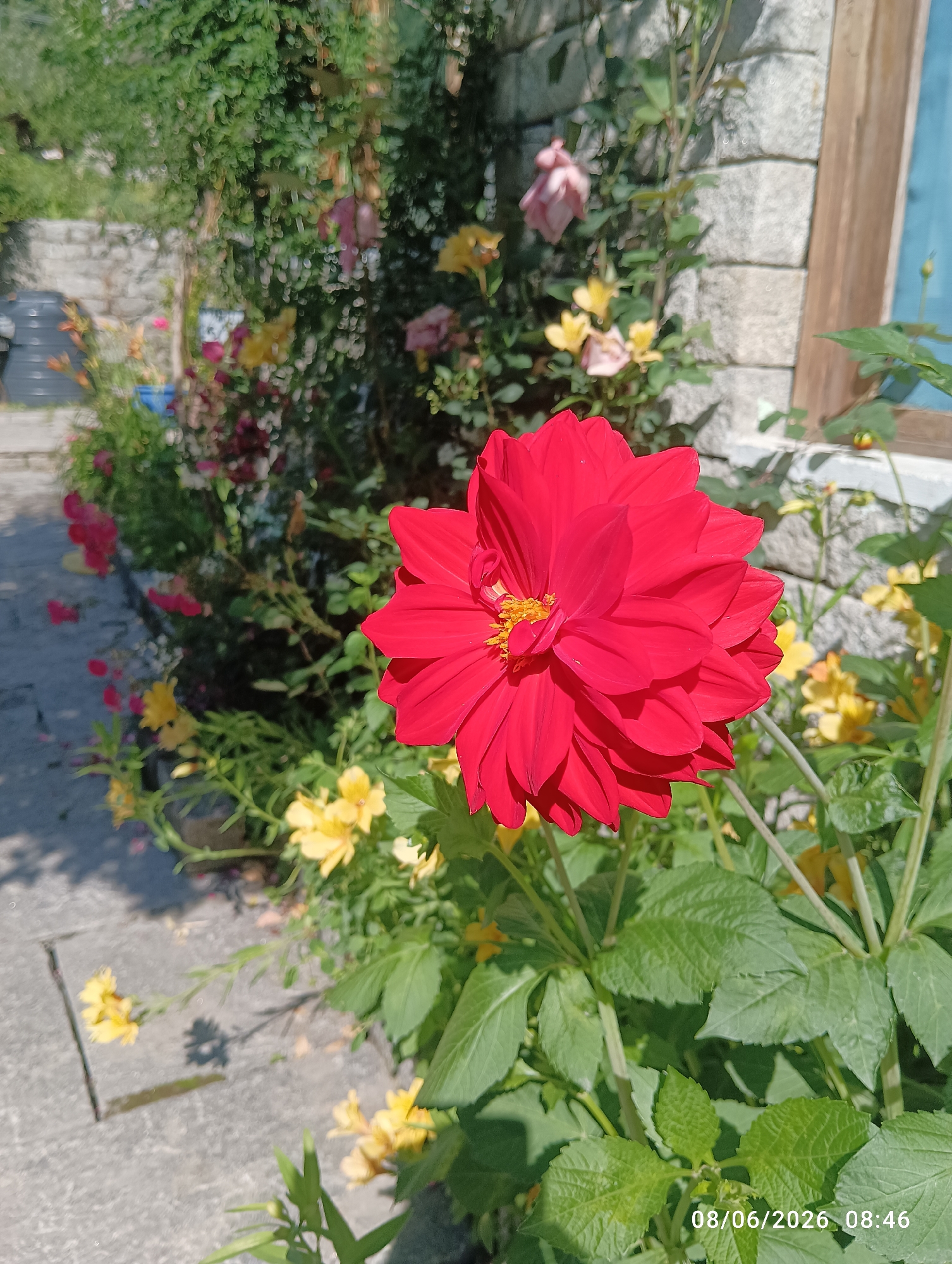 A bright red dahlia flower is in sharp focus in the foreground of this outdoor, daytime shot. The flower's petals are layered and have a slightly serrated edge, with a cluster of yellow stamens at its center. Behind the dahlia, a wall constructed of rough, grey stones is visible, with a wooden window frame on the right. A garden of green foliage and other flowers, predominantly yellow, fills the background. A date and time stamp, "08/06/2026 08:46," is present in the lower right corner of the image. The overall scene depicts a garden setting with a prominent red dahlia, likely in Goshal, India, given the timestamp's potential location context.