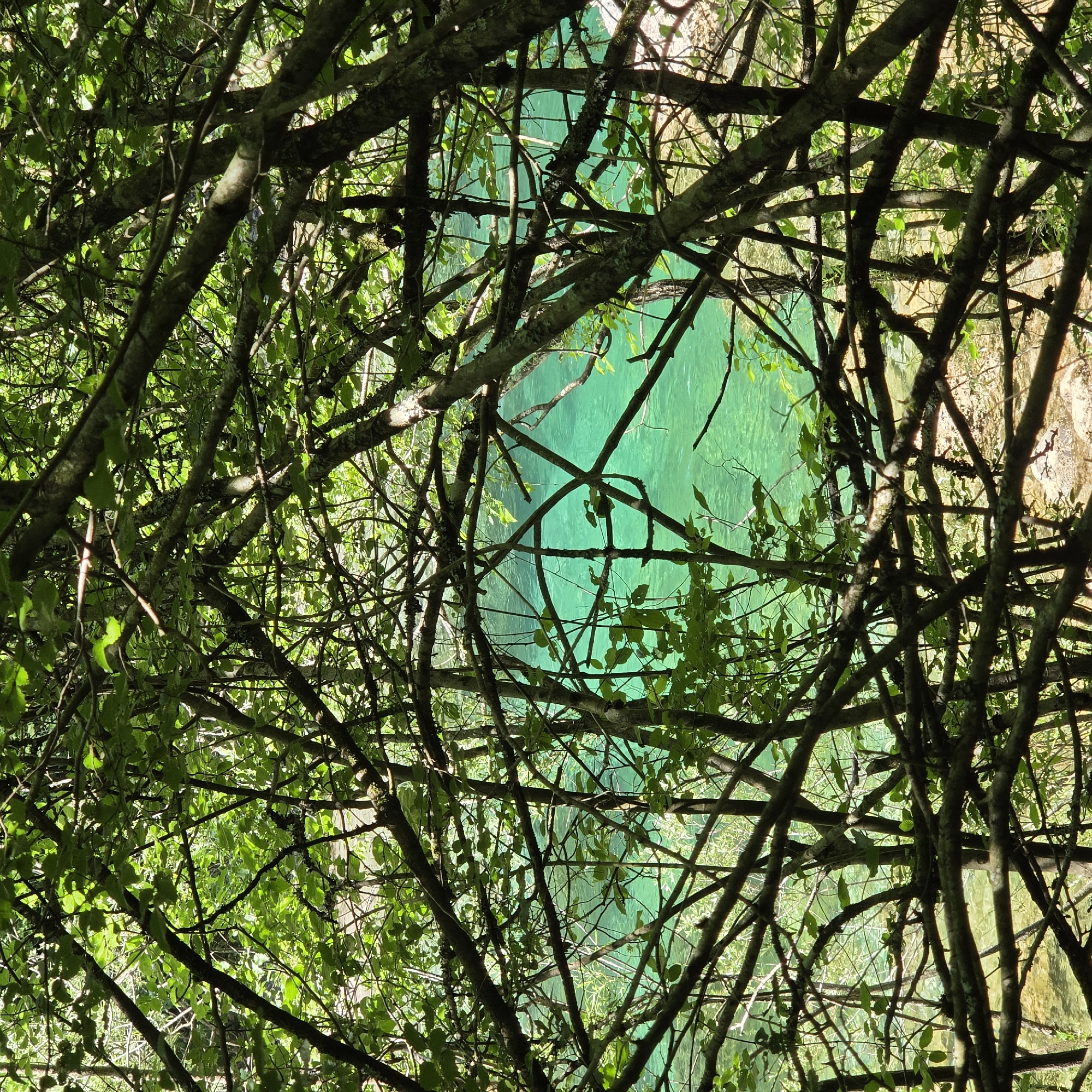 The image captures a scene through the dense branches of trees, revealing a view of a turquoise body of water. The branches are interwoven, creating a complex pattern against the bright water. The foliage suggests a forested or wooded area, and the vivid color of the water indicates a natural setting. The location is in Međuriječje, Montenegro.