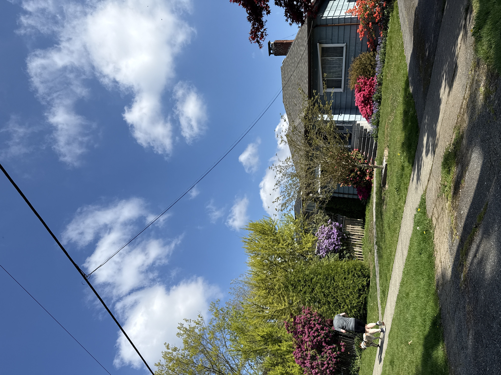 This image depicts a sunny daytime scene on a residential street in New Westminster, Canada. The perspective is from the street level, looking towards a sidewalk and a house nestled amidst lush greenery.
On the right side of the frame, a two-story house with light blue siding and a dark shingled roof is visible. A prominent brick chimney rises from the roof, and a white-framed window is visible on the side of the building. The front of the house features colorful garden beds filled with vibrant flowering bushes, displaying shades of orange-red, deep pink, and purple, interspersed with green shrubs and a well-maintained lawn.
A paved sidewalk runs along the left side of the image, adjacent to the street. A person, wearing a grey t-shirt and dark pants, is walking away from the camera, accompanied by a light-colored dog on a leash. Shadows from unseen objects, likely trees, stretch across the sidewalk and parts of the street, indicating bright sunlight.
The sky above is a clear, brilliant blue with scattered white, puffy clouds. Overhead power lines crisscross the upper portion of the frame. Various trees with different shades of green foliage, including one with dark red leaves in the top right corner, contribute to the verdant appearance of the neighborhood. A wooden fence is partially visible behind some of the bushes. The scene conveys a peaceful, everyday atmosphere. No discernible text is visible in the image.