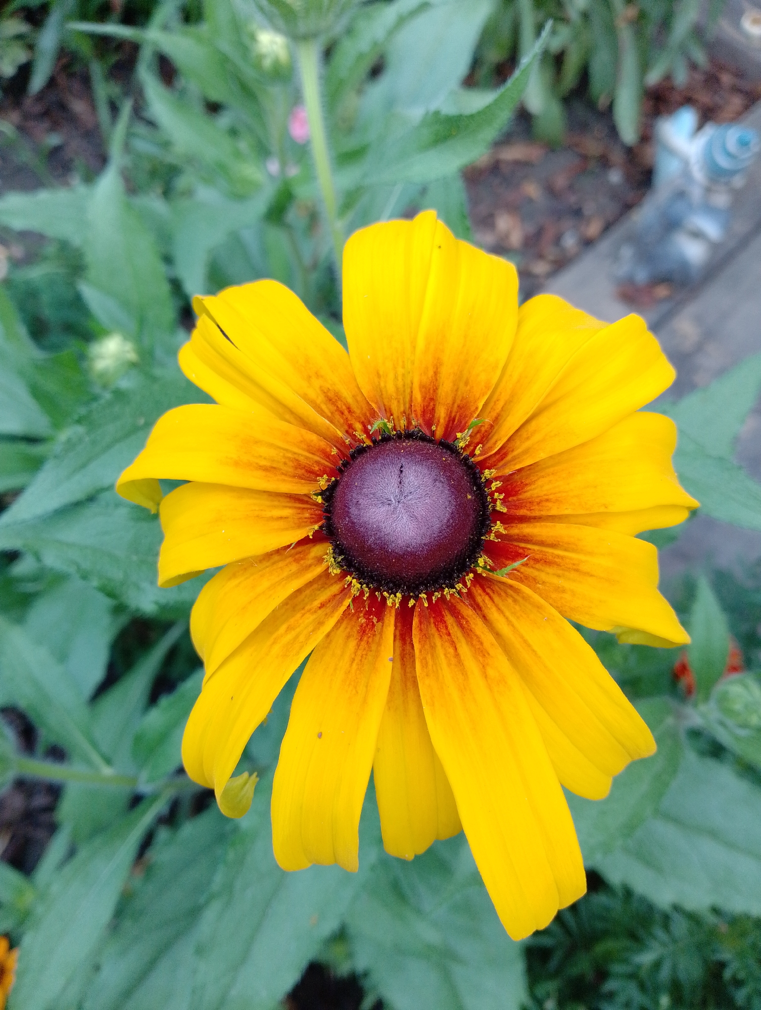 A close-up, top-down view captures a vibrant yellow Black-Eyed Susan flower in a garden setting. The flower's dark purple center is surrounded by bright yellow petals that transition to a reddish-orange hue near the center. Green foliage forms the background, with hints of brown soil and a blurred garden ornament visible to the right. The image does not depict the city of Dinskaya, Russia, as no urban or geographical context is present.