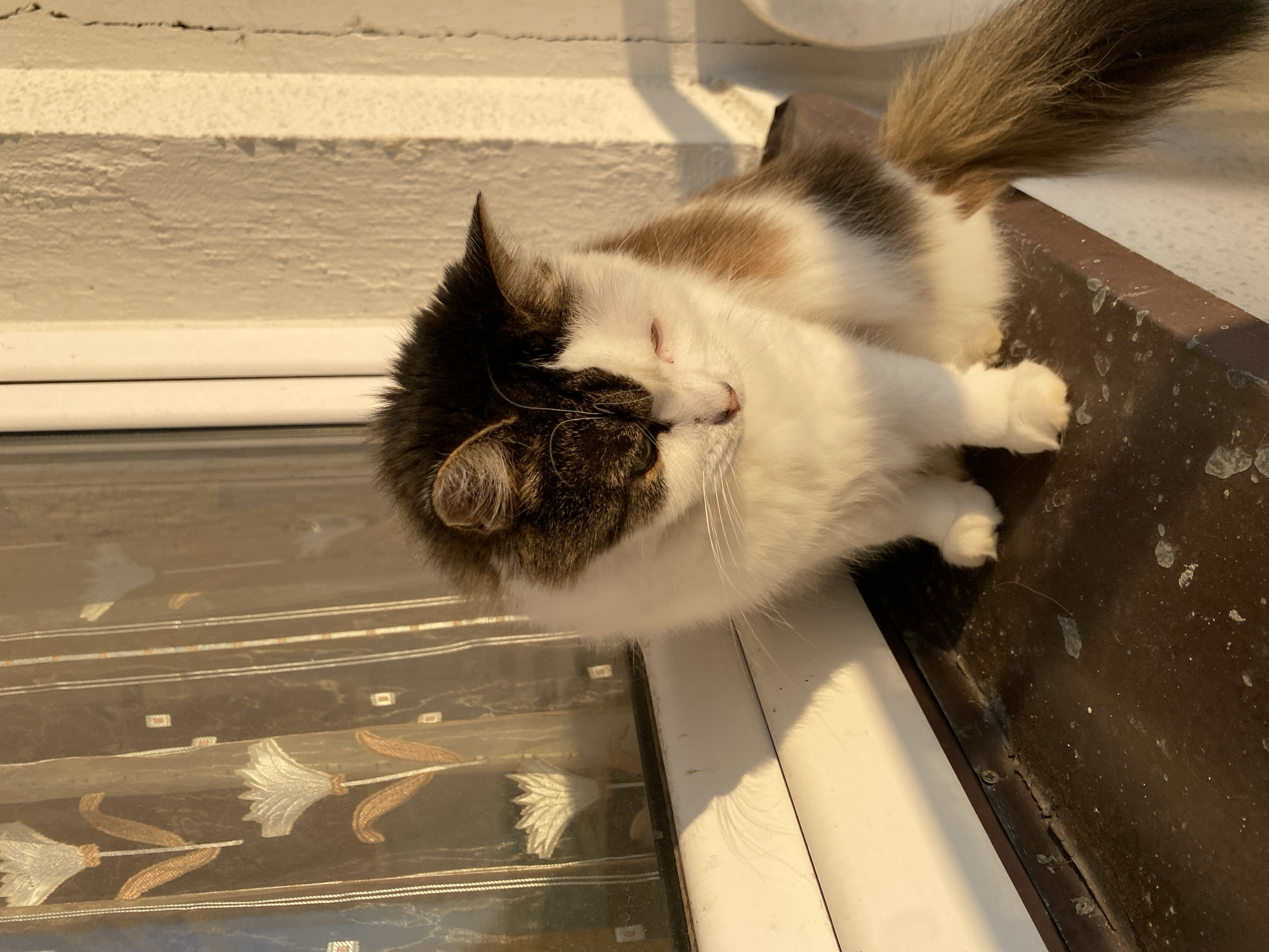 A calico cat sits on a dark windowsill, its fur illuminated by warm, late afternoon sunlight. The cat's left eye is partially closed. Behind the cat, sheer curtains with a floral pattern are visible. The windowsill is aged and shows signs of wear. The background consists of a textured white wall and a window frame. The location is identified as Bílina, Czechia, suggesting an urban or suburban setting.
