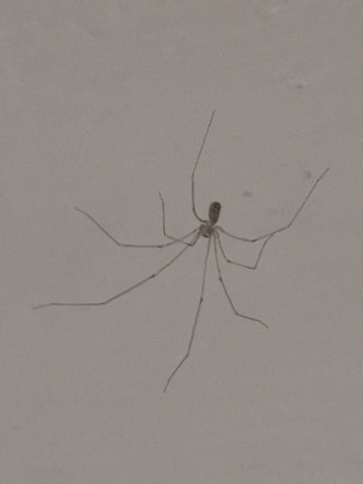 The image shows a single, long-legged spider on a light-colored, textured surface, likely a wall. The spider is centrally located and its eight thin legs are spread out. Its body is small and elongated. The lighting is even, and the background is uniform, suggesting an indoor environment. There is no visible context that would place this scene in the city of Ripon, United Kingdom.