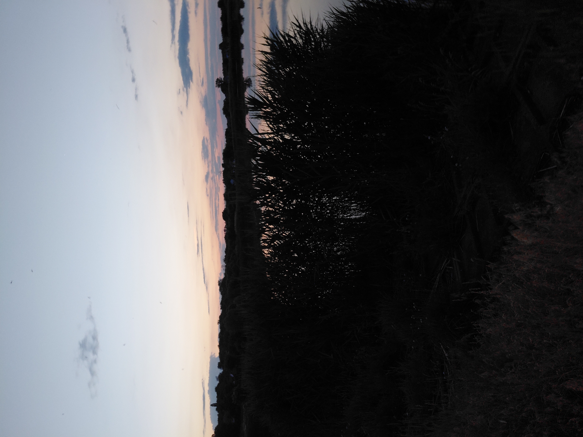 A dusky, wide-angle shot captures a tranquil body of water in Ustyvytsia, Ukraine, reflecting the muted colors of the twilight sky. The foreground is dominated by dense, dark reeds and grasses, their silhouettes stark against the slightly lighter water. The water's surface is mostly calm, with only subtle ripples disturbing the reflection of the sky and the distant treeline.
The sky is a gradient of pale blue at the top, transitioning to soft hues of pink and orange near the horizon, indicating the end of the day. A few wispy clouds are scattered across the sky, adding texture without obscuring the serene atmosphere.
On the far side of the water, a dark, irregular line of trees forms the horizon, their shapes softened by the low light. The overall impression is one of peaceful solitude and the quiet beauty of nature at dusk. No people or animals are visible in the frame.