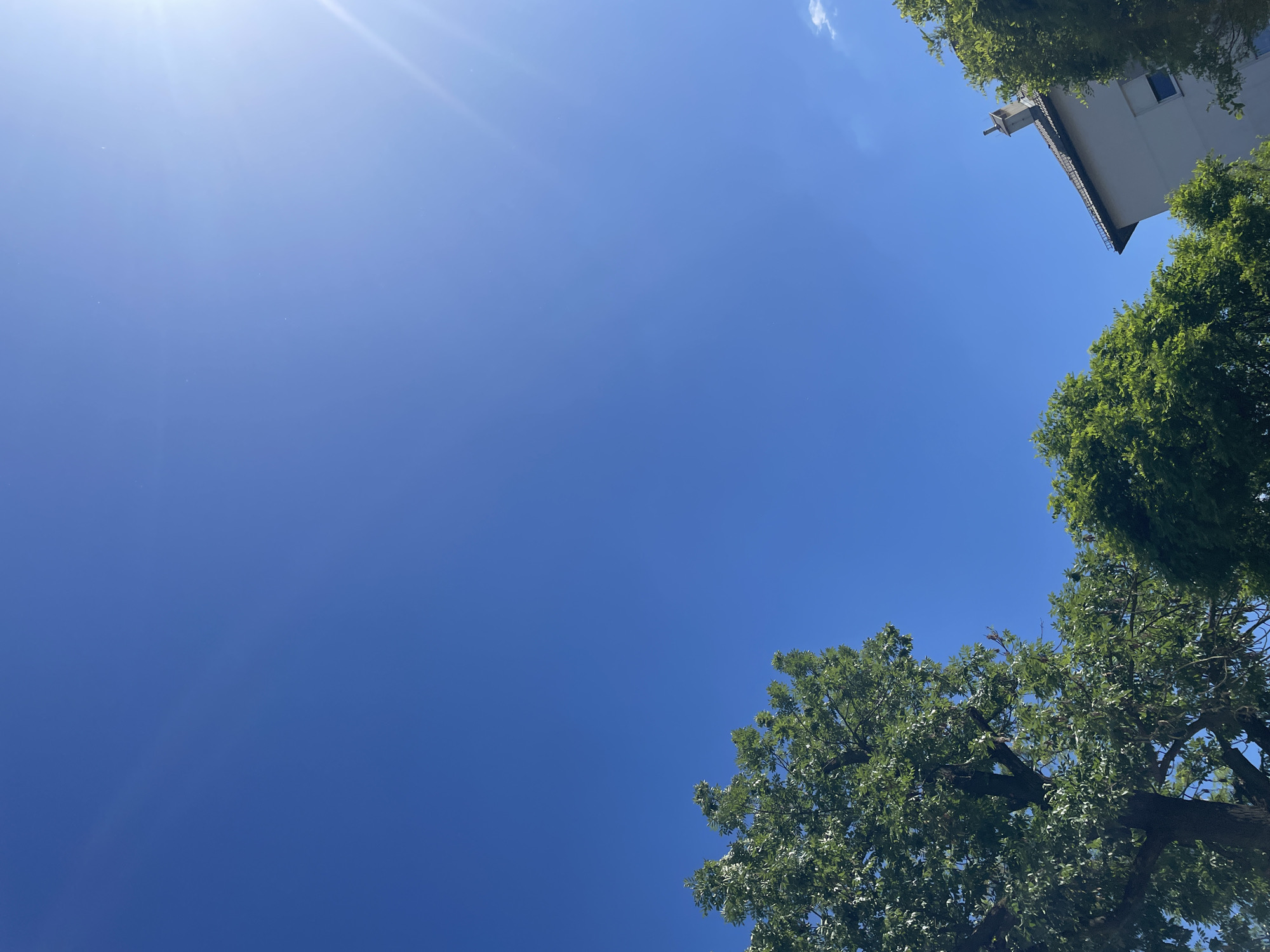 A low-angle shot reveals a clear blue sky in Unknown, Unknown. A bright sun glare is visible at the top-left corner of the frame. In the bottom right, tree branches with green foliage extend into the scene. In the top-right corner, the corner of a building is visible, with light-colored walls.