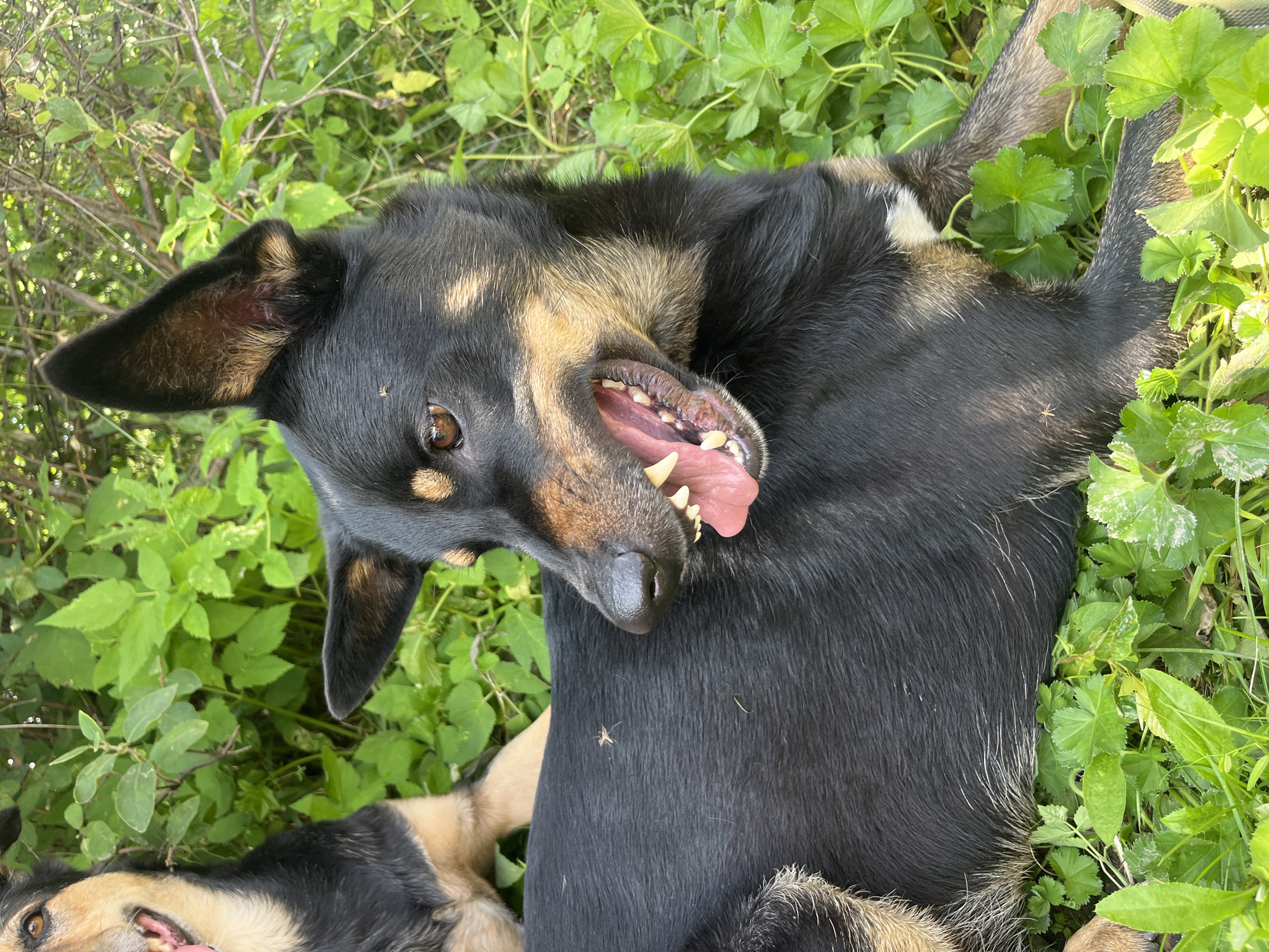 An outdoor, eye-level, medium shot features two dogs in lush green foliage. The dog in the foreground is black with tan markings and is lying on its side, facing left with its mouth open, revealing teeth and a pink tongue. Its head is turned to the left, and its eyes are open and looking to the left. A small, light-colored insect is visible on its dark fur. Another dog, partially visible in the upper left corner, is also black and tan, with its head facing forward and its mouth slightly open, showing its tongue. The environment consists of dense green plants and leaves, with some sunlight filtering through. The scene appears to be in a natural outdoor setting, possibly a park or a backyard, and is not specifically associated with the city of Nizhny Tagil, Russia.