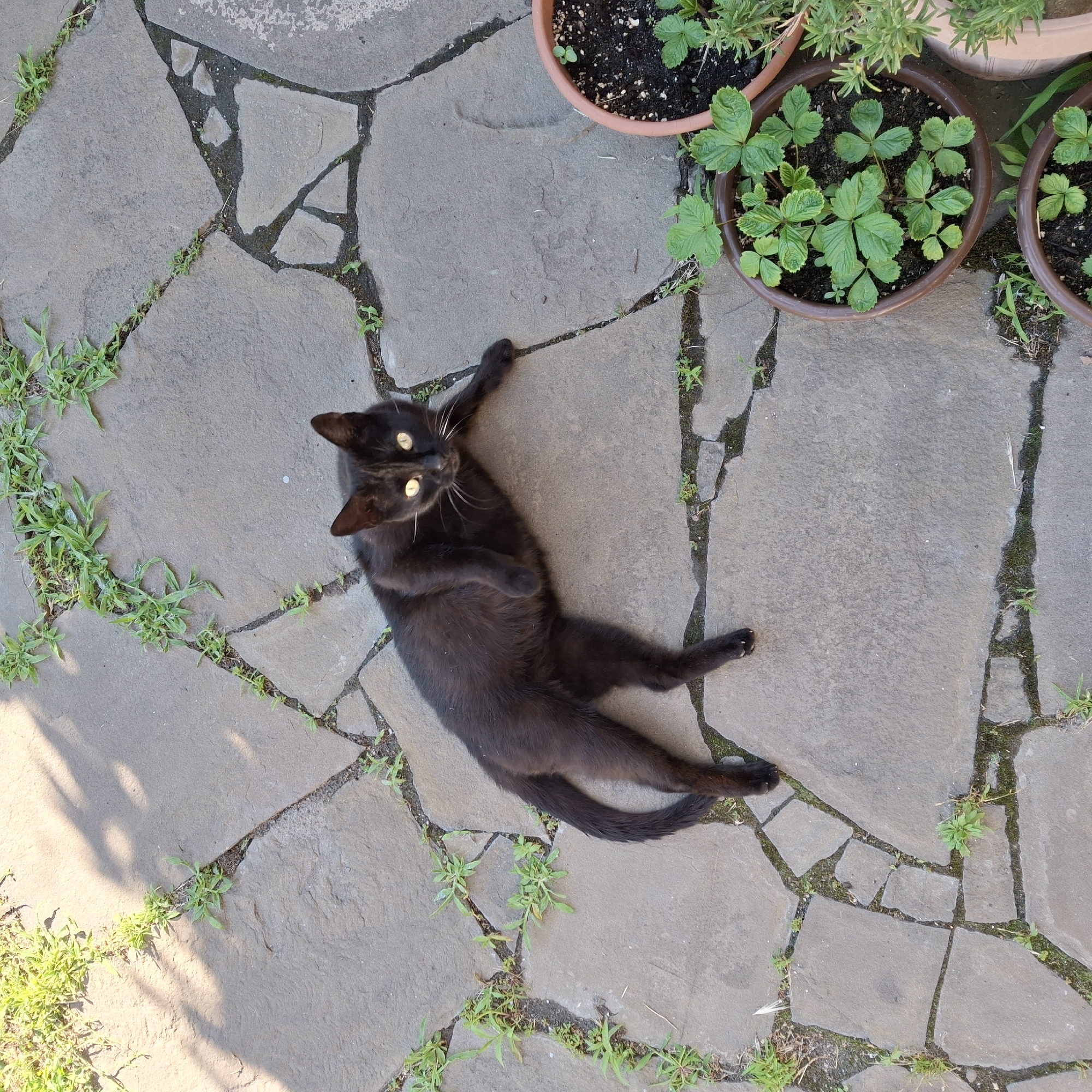 A black cat with yellow eyes is lying on a flagstone patio. The cat is on its side, with its front paws outstretched and its tail curled. The patio is made up of irregularly shaped gray stones with grass growing in the cracks. There are several potted plants around the patio, including a pot of strawberry plants. The lighting suggests it is daytime.